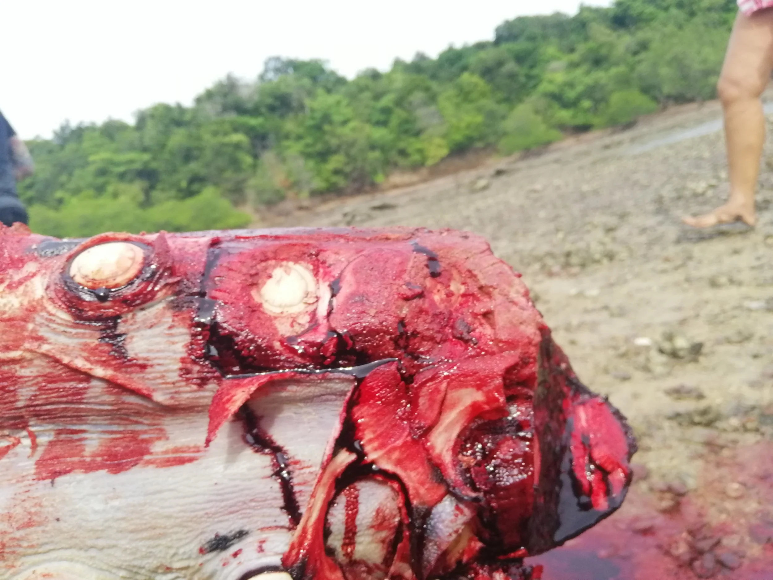 2019 Koh Lanta Dead Sperm Whale Summer Trip (12).jpg