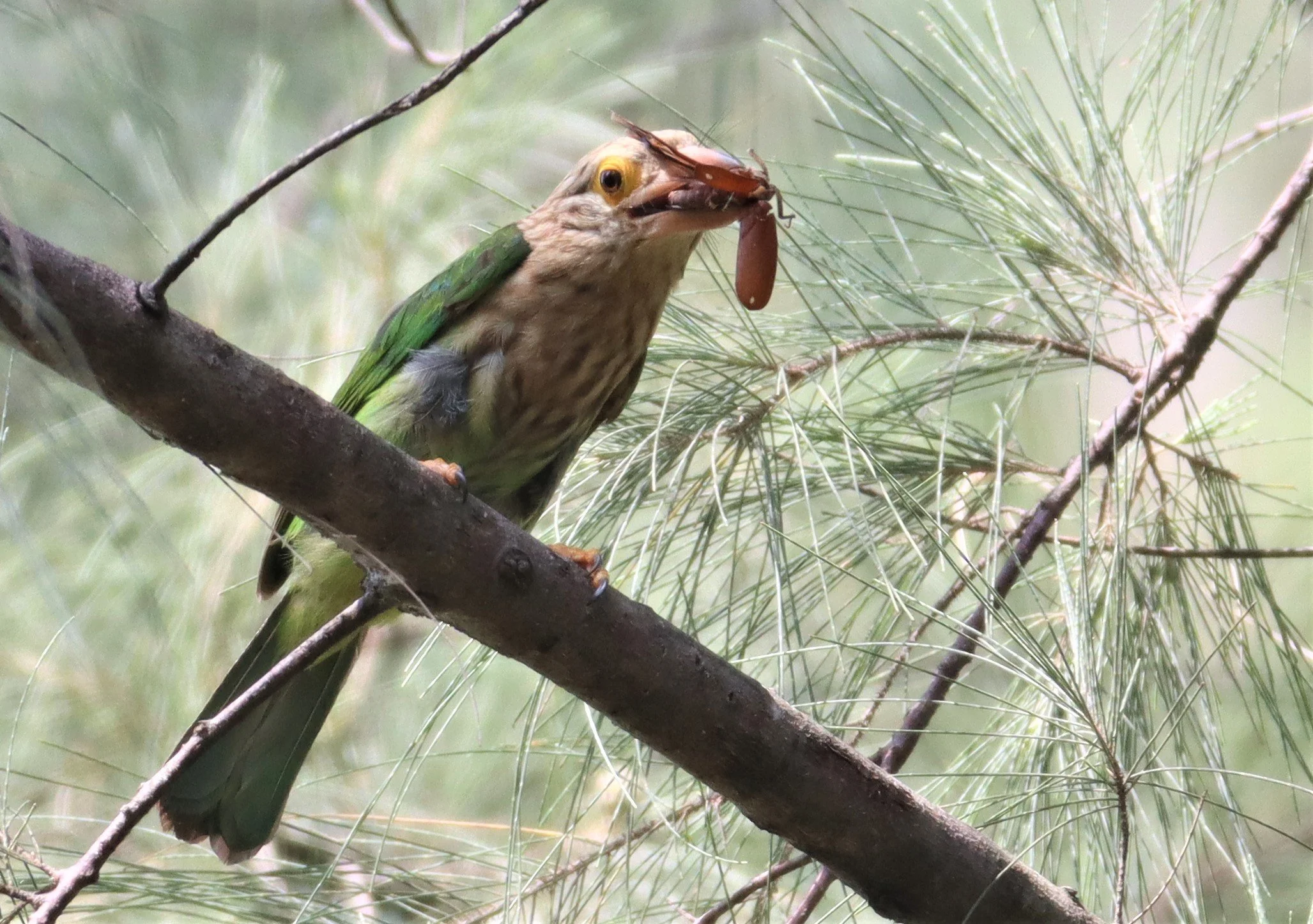 BARBET - LINEATED BARBET - Megalaima lineata - LAEM PAKARAM PHANG NGA (11).jpg