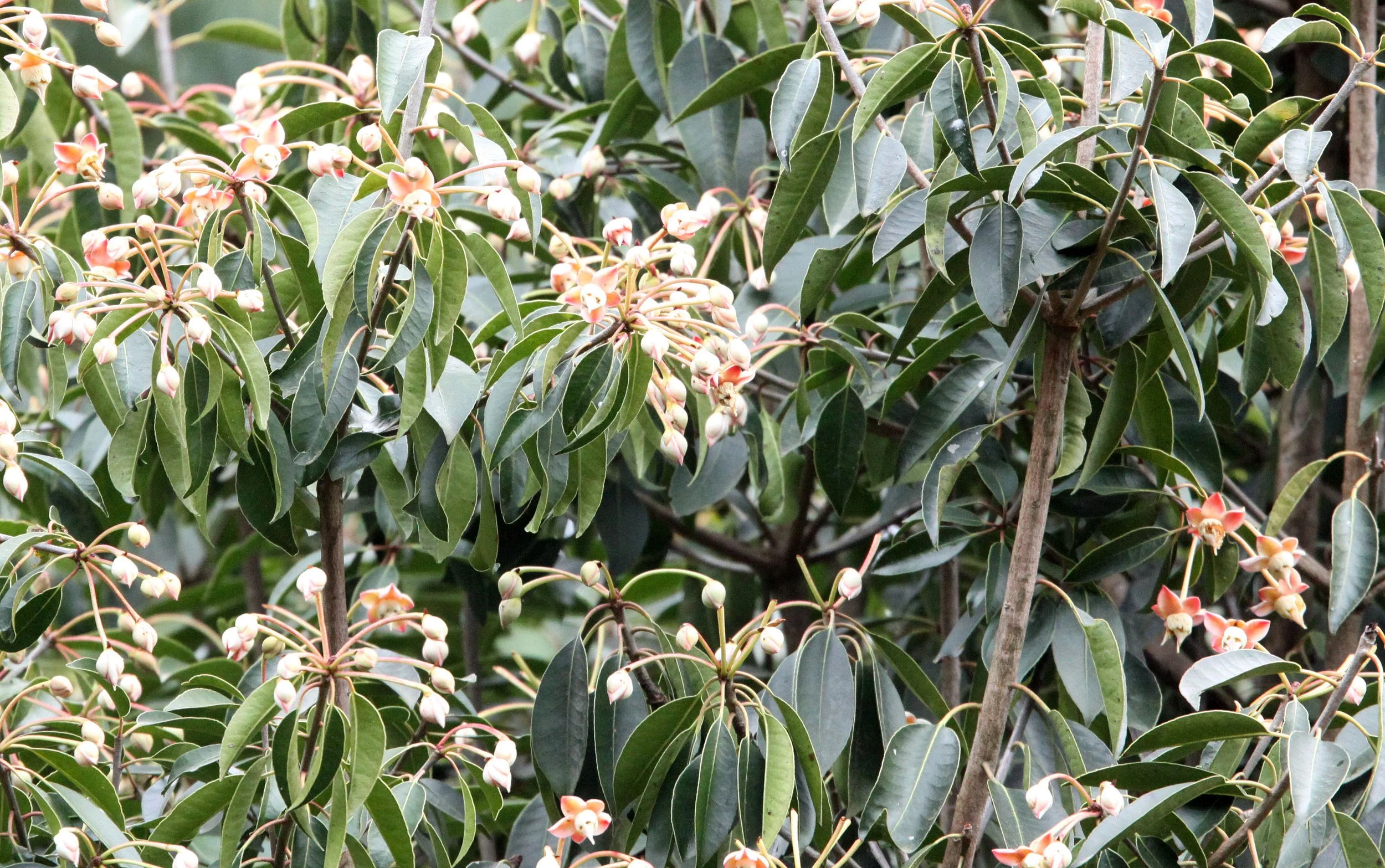 YUNNAN - WULIANGSHAN NATURE RESERVE YUNNAN CHINA - PLANT SPECIES.JPG