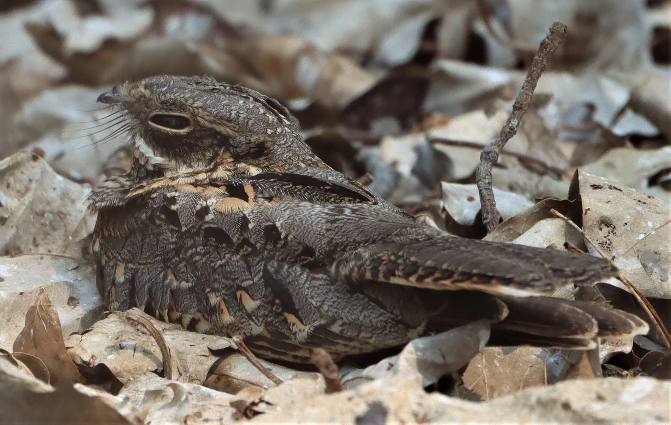 NIGHTJAR - INDIAN NIGHTJAR - Caprimulgus asiaticus - BANG KHAEM WETLANDS NAKHON PATHOM MAR 13 (14).jpg