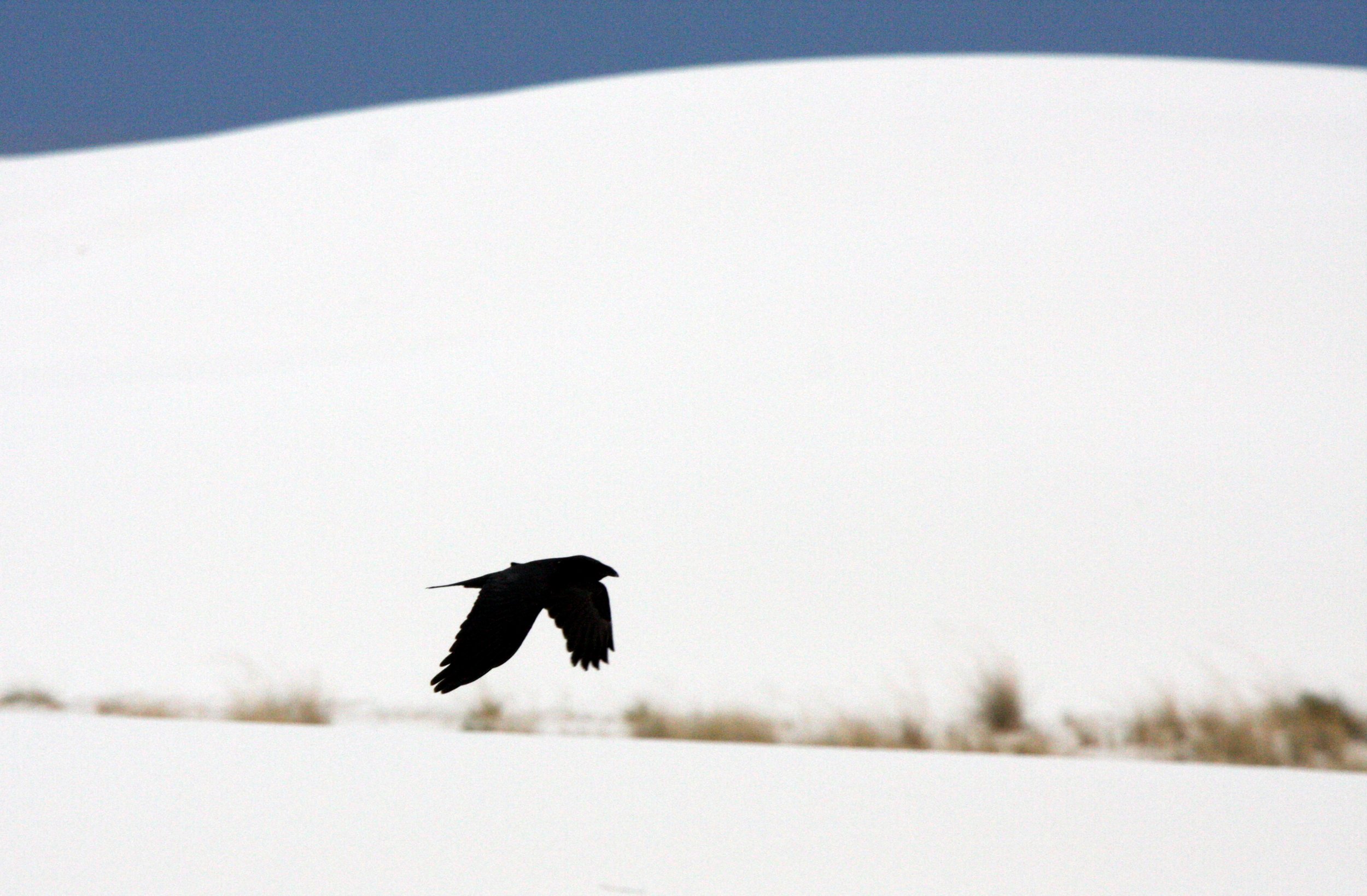 WHITE SANDS NATIONAL MONUMENT (7).JPG