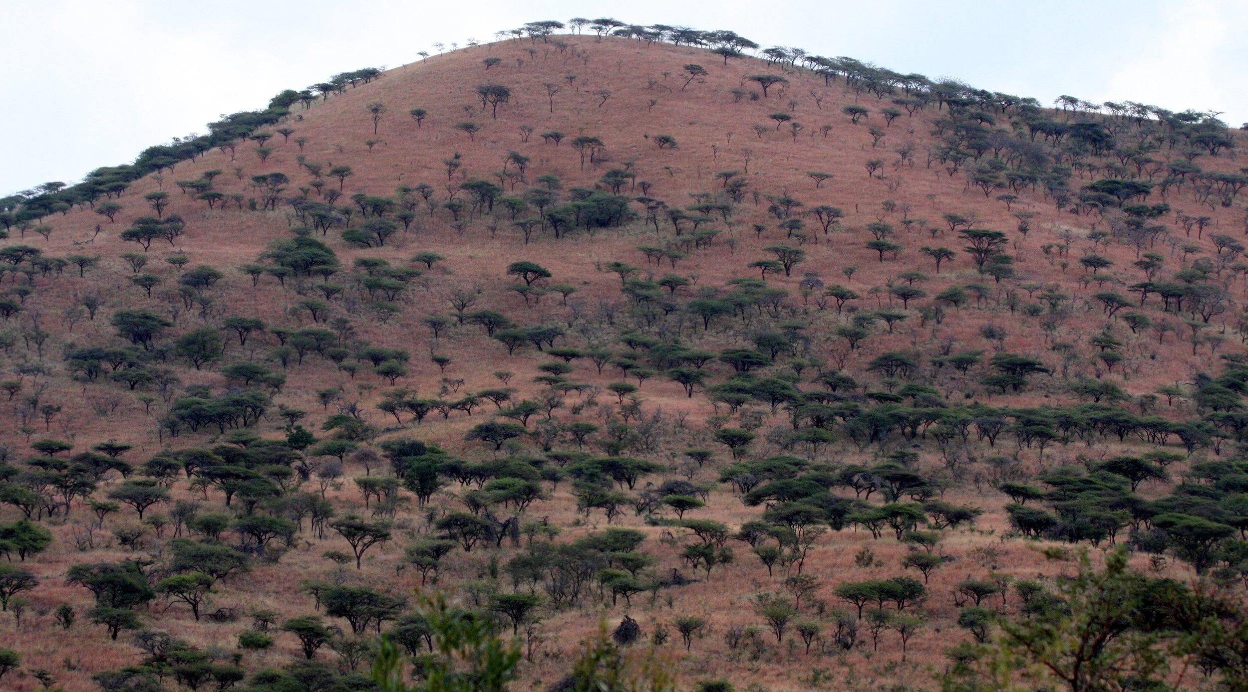 Umfolozi National Park, South Africa