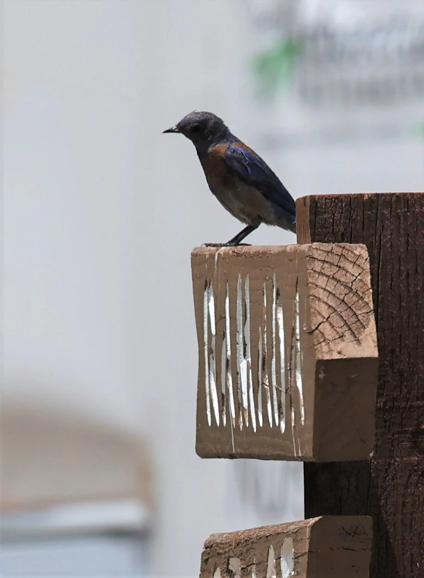 Western Bluebird (Sialia mexicana) Flagstaff Arboretum Arizona (2).jpg