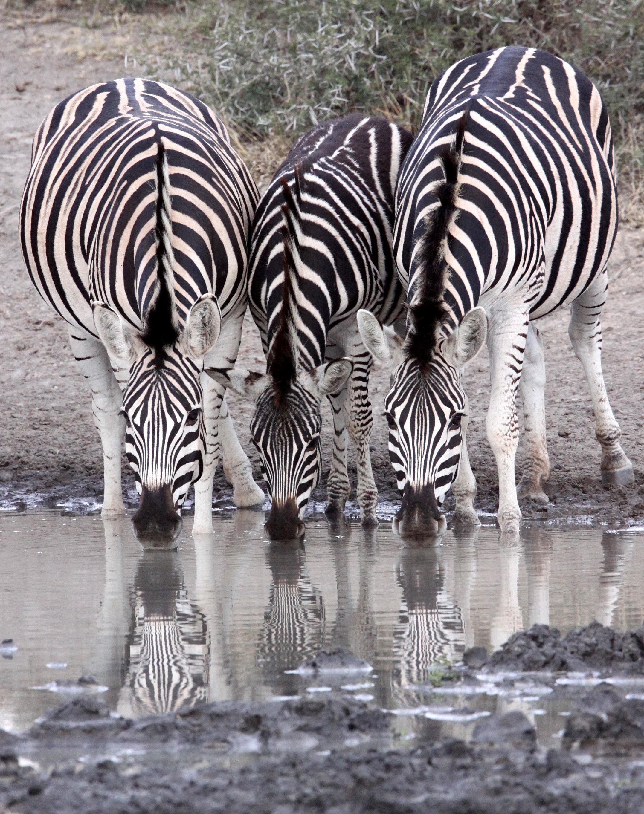 Equus quagga burchellii - BURCHELL'S (DAMARALAND) - IMFOLOZI NATIONAL PARK SOUTH AFRICA (23).JPG