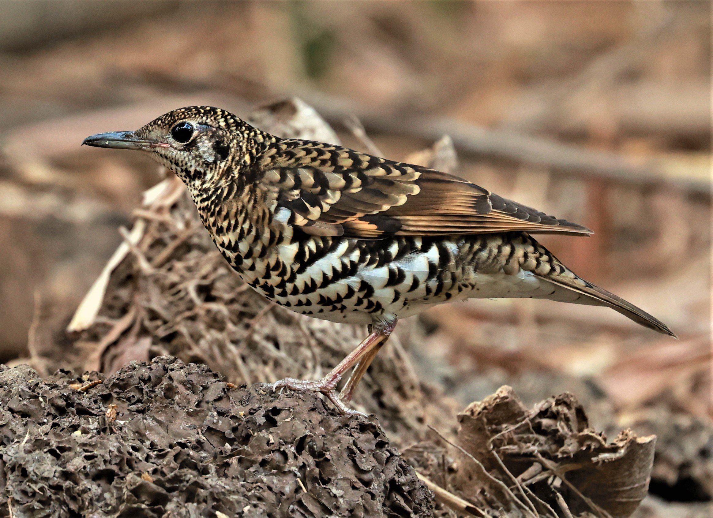 White's Thrush (Zoothera aurea) Putthamonthon Park Nakhon Pathom Thailand (152).jpg