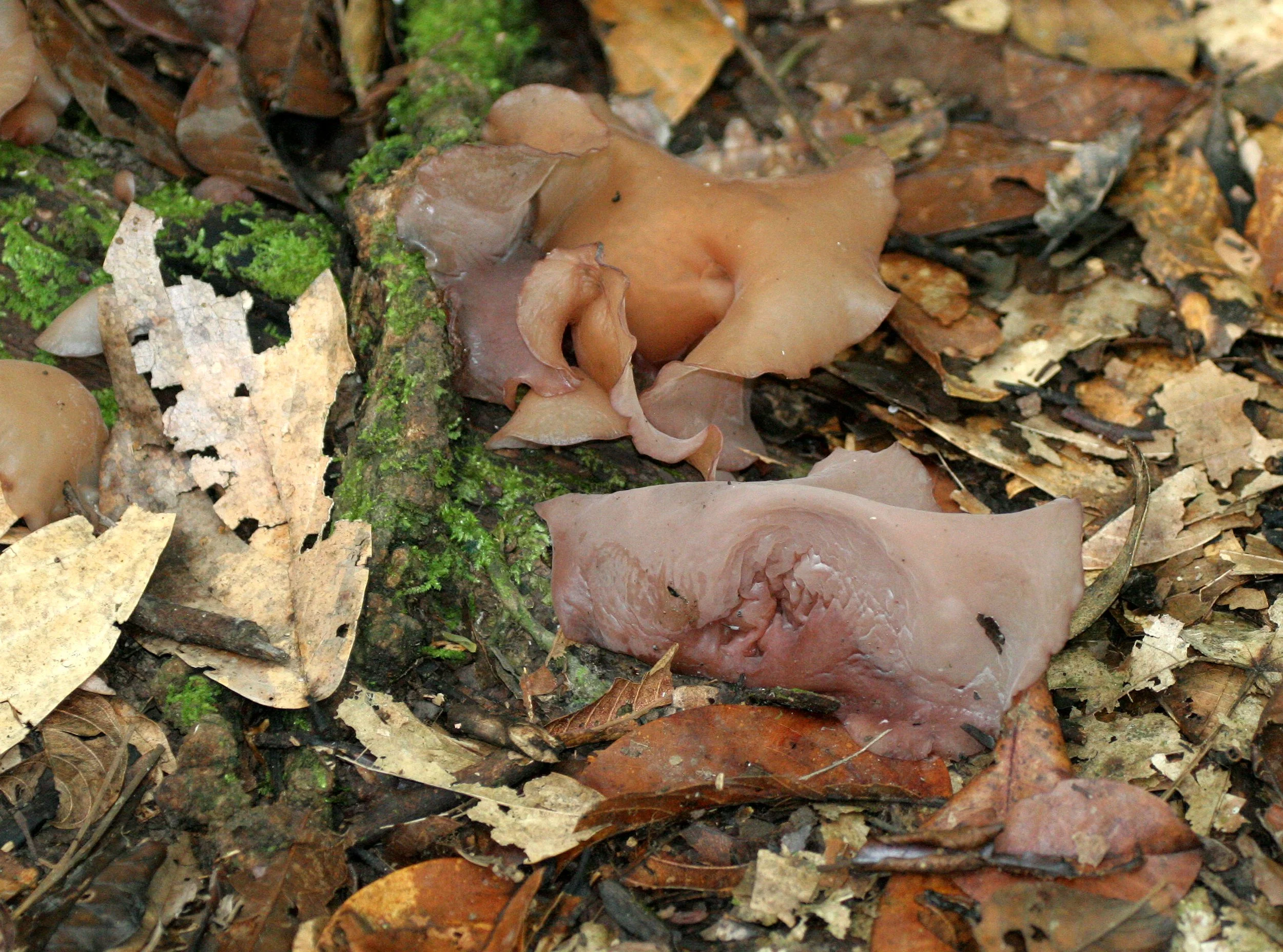 DANUM VALLEY BORNEO - FUNGI SPECIES (3).JPG