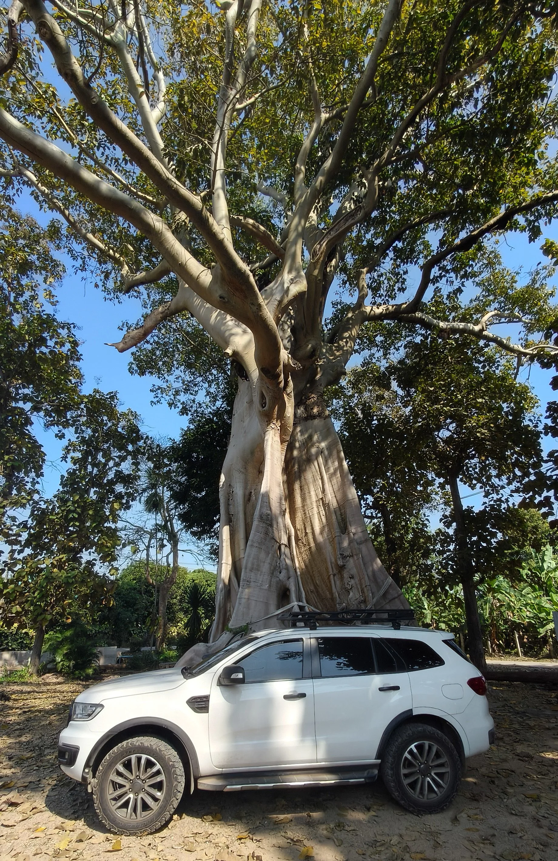 Giant Ficus Tree - Western Phayao Province (14).jpg