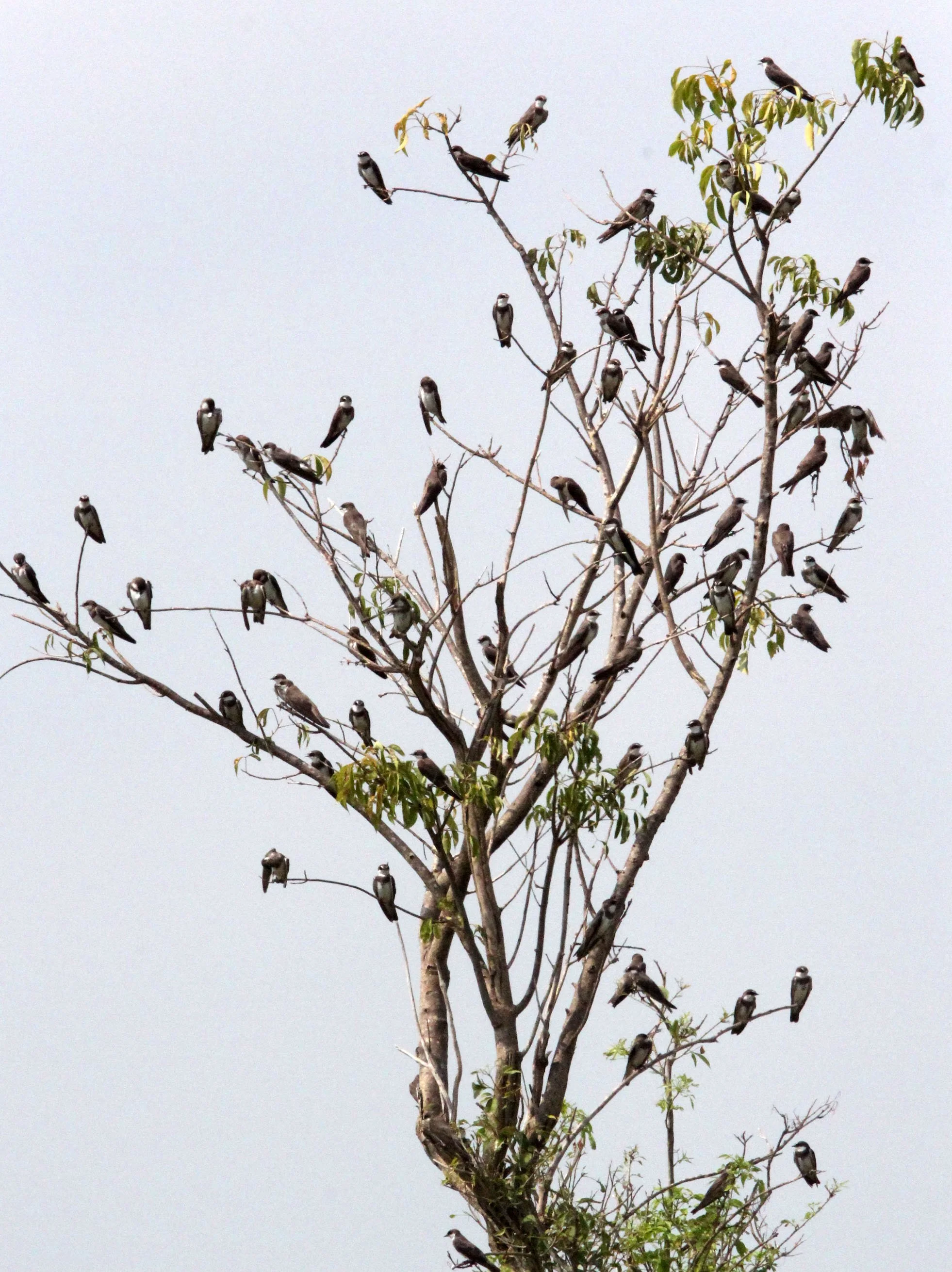 Sand Martin (Riparia riparia) Murchison Falls NP Uganda (2).JPG