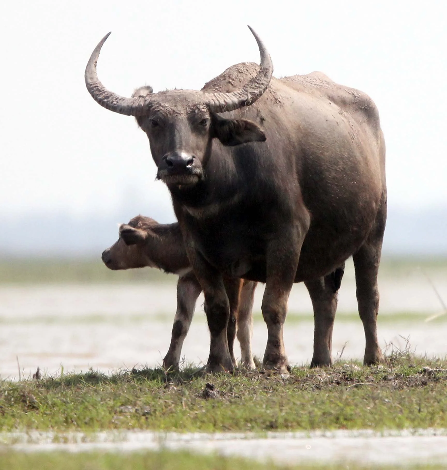 BUFFALO - DOMESTIC SWAMP BUFFALO - Bubalis bubalis var. kerabau - THALE NOI WATERBIRD PARK, PHATTHALUNG (10).JPG