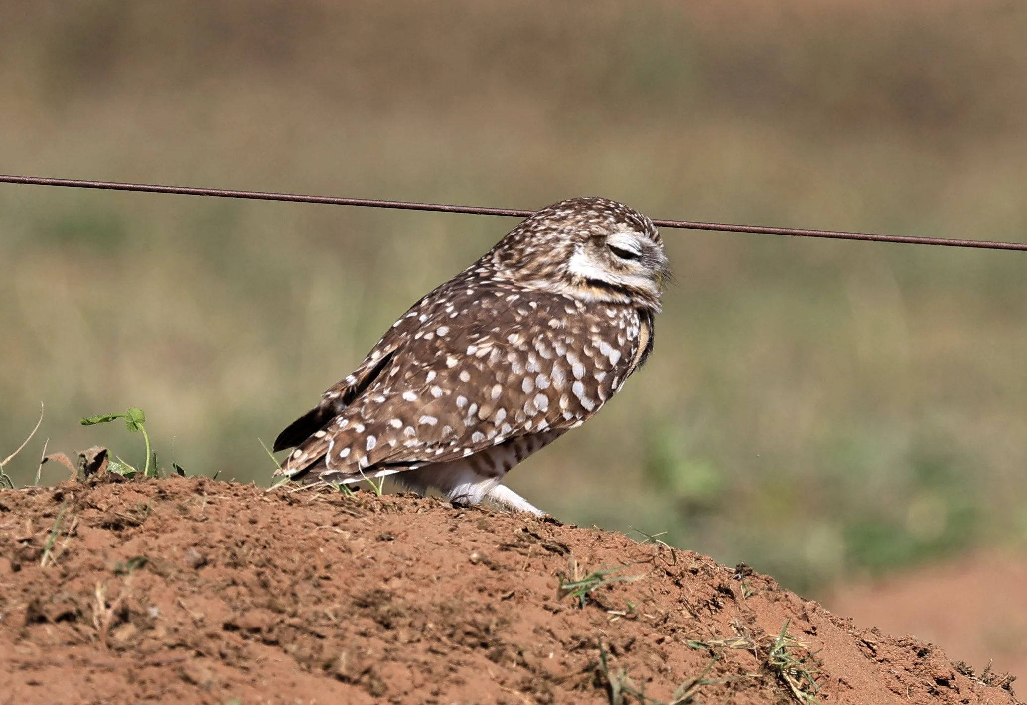 Burrowing Owl (Athene cunicularia) Hotel Campestre Iparoma Paraguay 