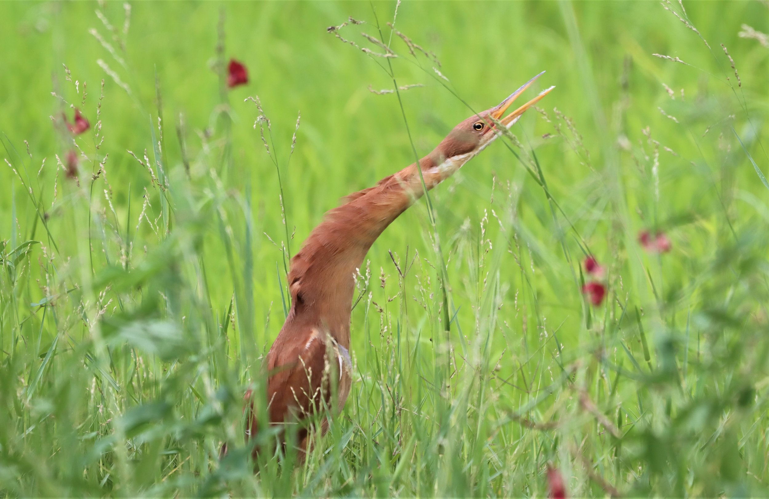 BITTERN - CINNAMON BITTERN (CHESTNUT BITTERN) - Ixobrychus cinnamomeus - BURIRAM HUAI CHORAKHE MAK (88).jpg