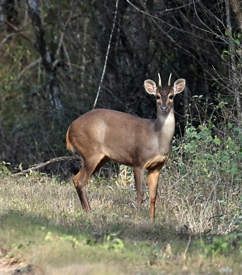Southern Brown Brocket (Subulo gouazoubira) Selva Serena Natural Reserve (28).jpg