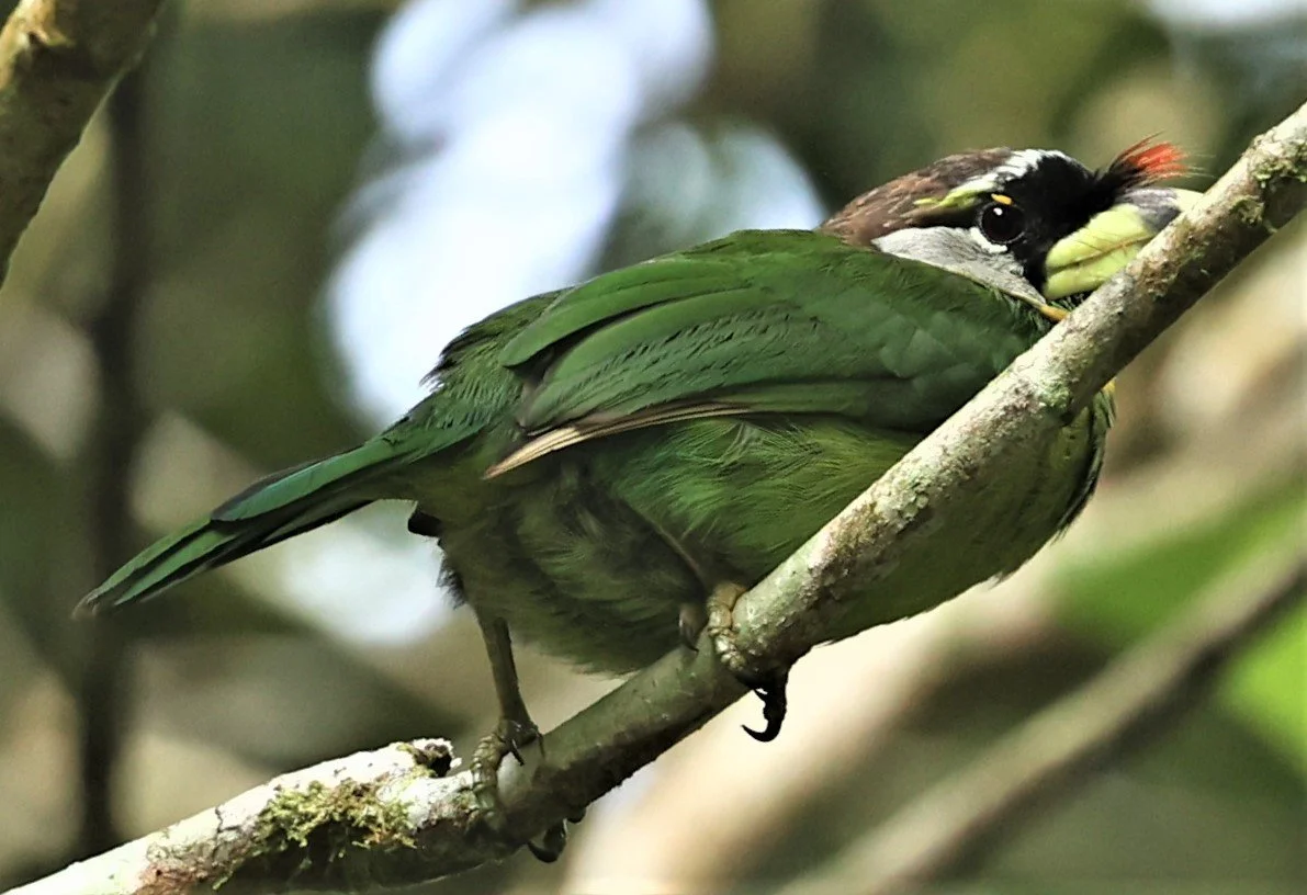 Psilopogon pyrolophus - FIRE-TUFTED BARBET - FRASER'S HILL, MALAYSIA JUNE 2022 (7).jpg