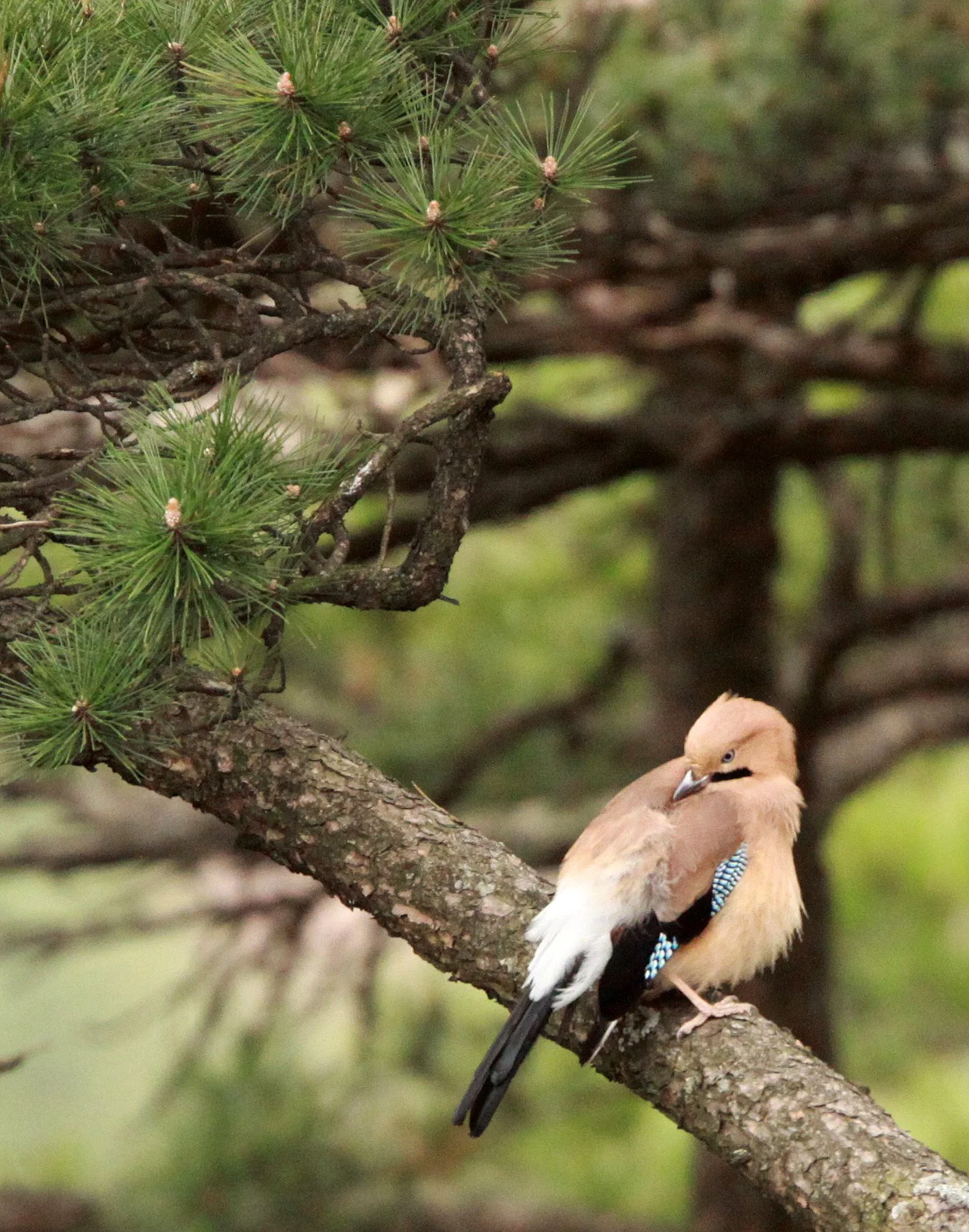 BIRD - JAY - EURASIAN JAY - HUANGSHAN NATIONAL PARK - ANHUI PROVINCE CHINA (11).JPG
