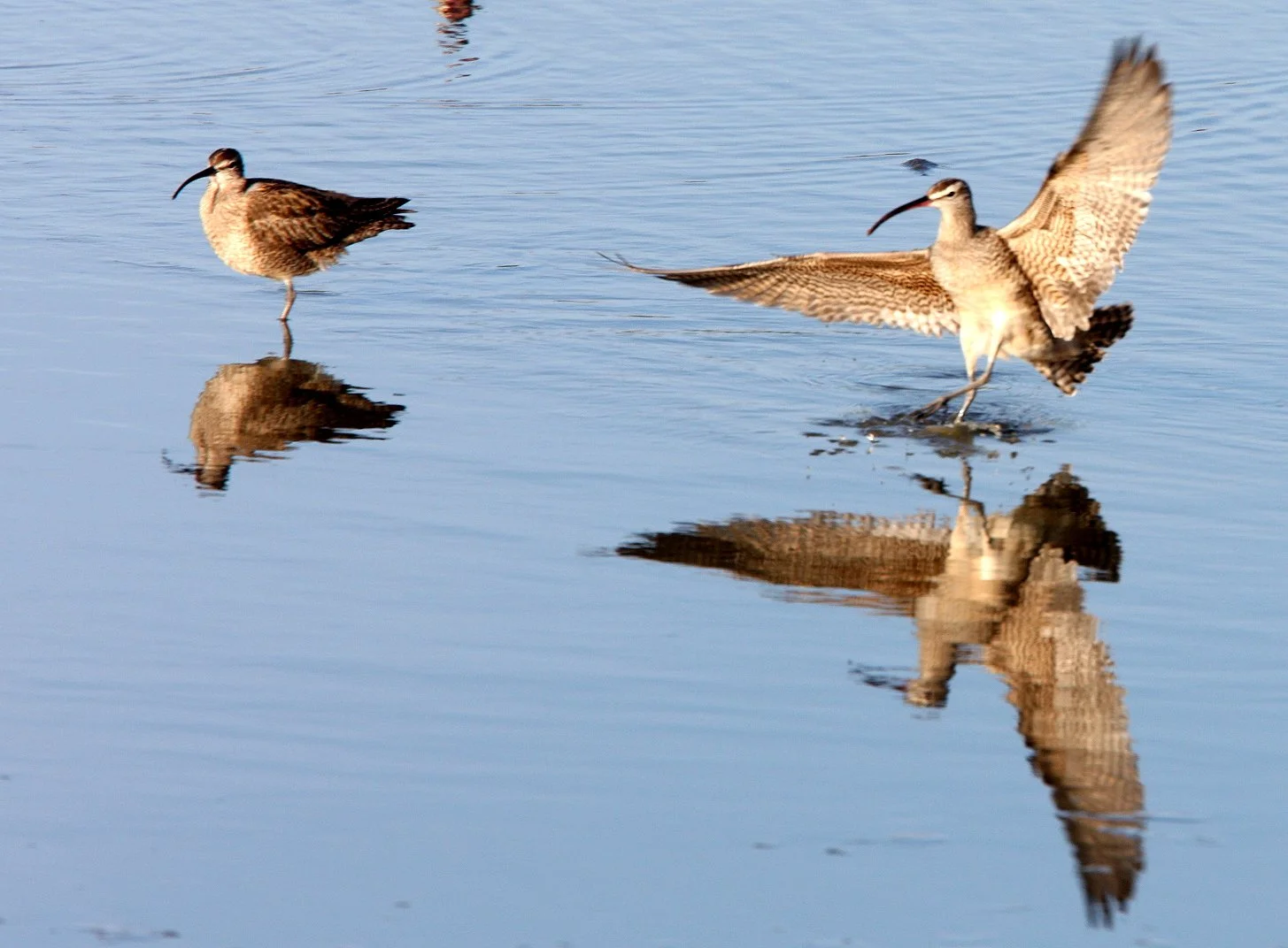 BIRD - WHIMBREL - SAN JOAQUIN WILDLIFE REFUGE IRVINE CALIFORNIA (20).JPG