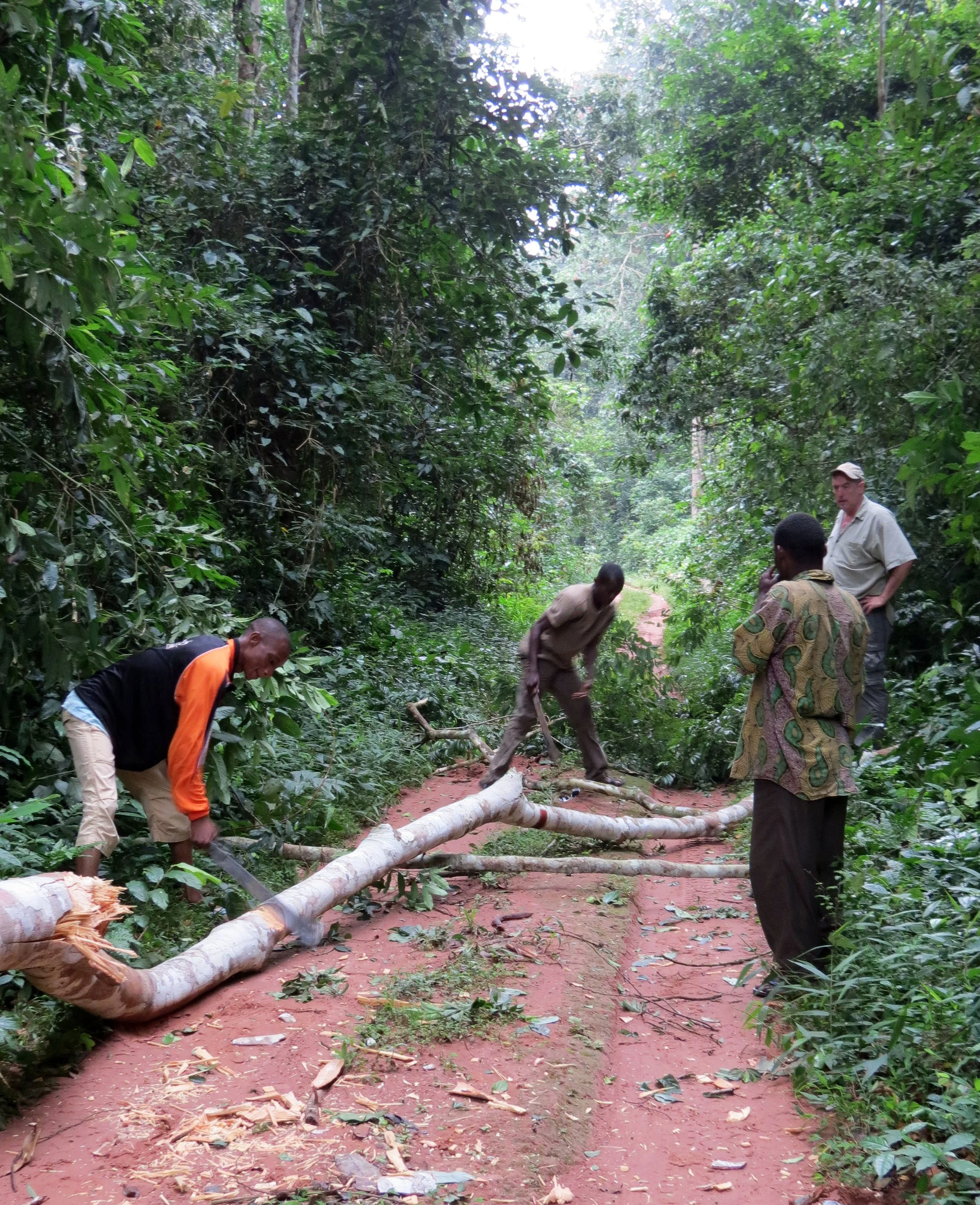 DZANGA NDOKI NATIONAL PARK  - CENTRAL AFRICAN REPUBLIC (13).JPG