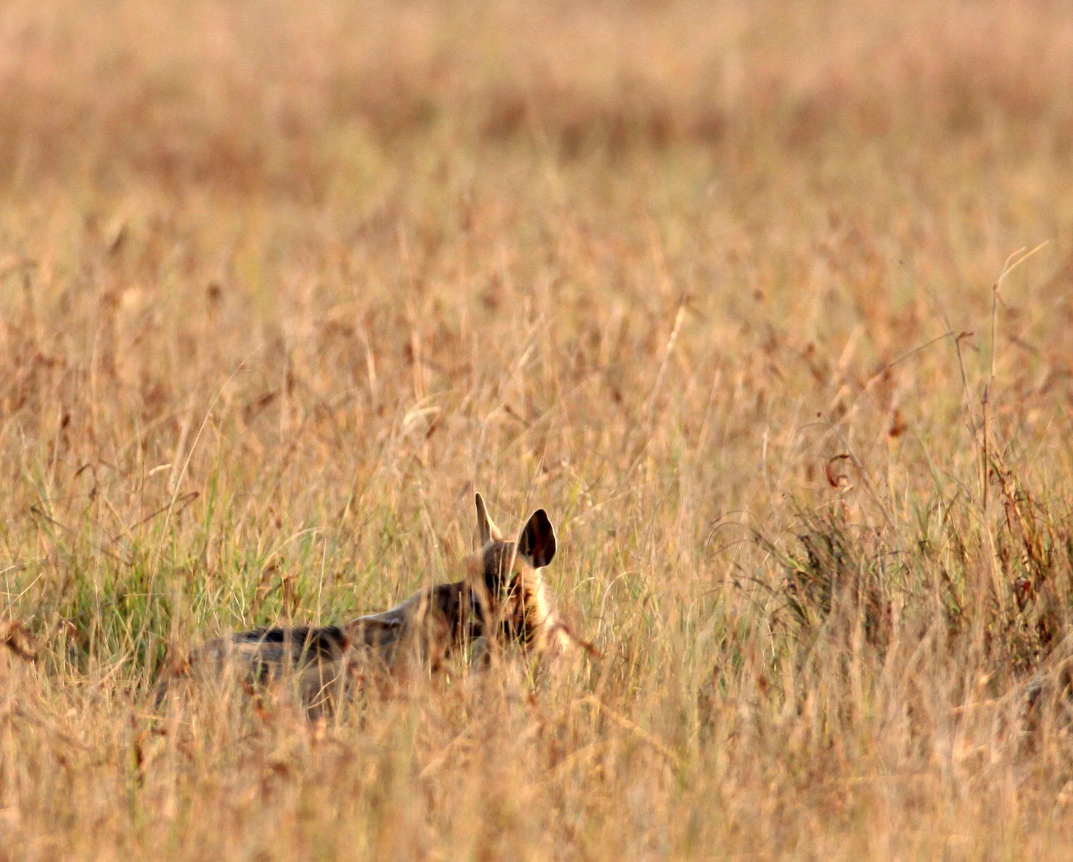 Hyaena hyaena hyaena - INDIAN STRIPED HYENA - BLACKBUCK NATIONAL PARK VELEVADAR INDIA (10).JPG