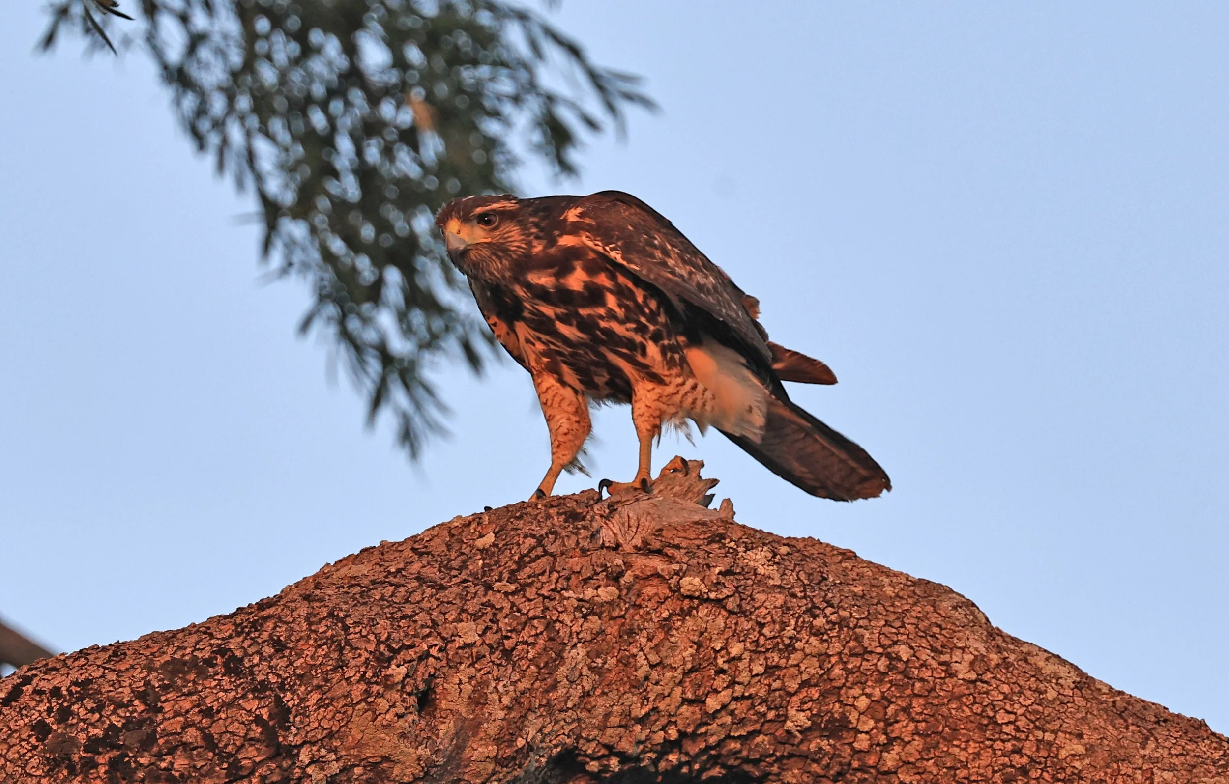 Savanna Hawk (Buteogallus meridionalis) Agua Dulce Paraguay (14).jpg