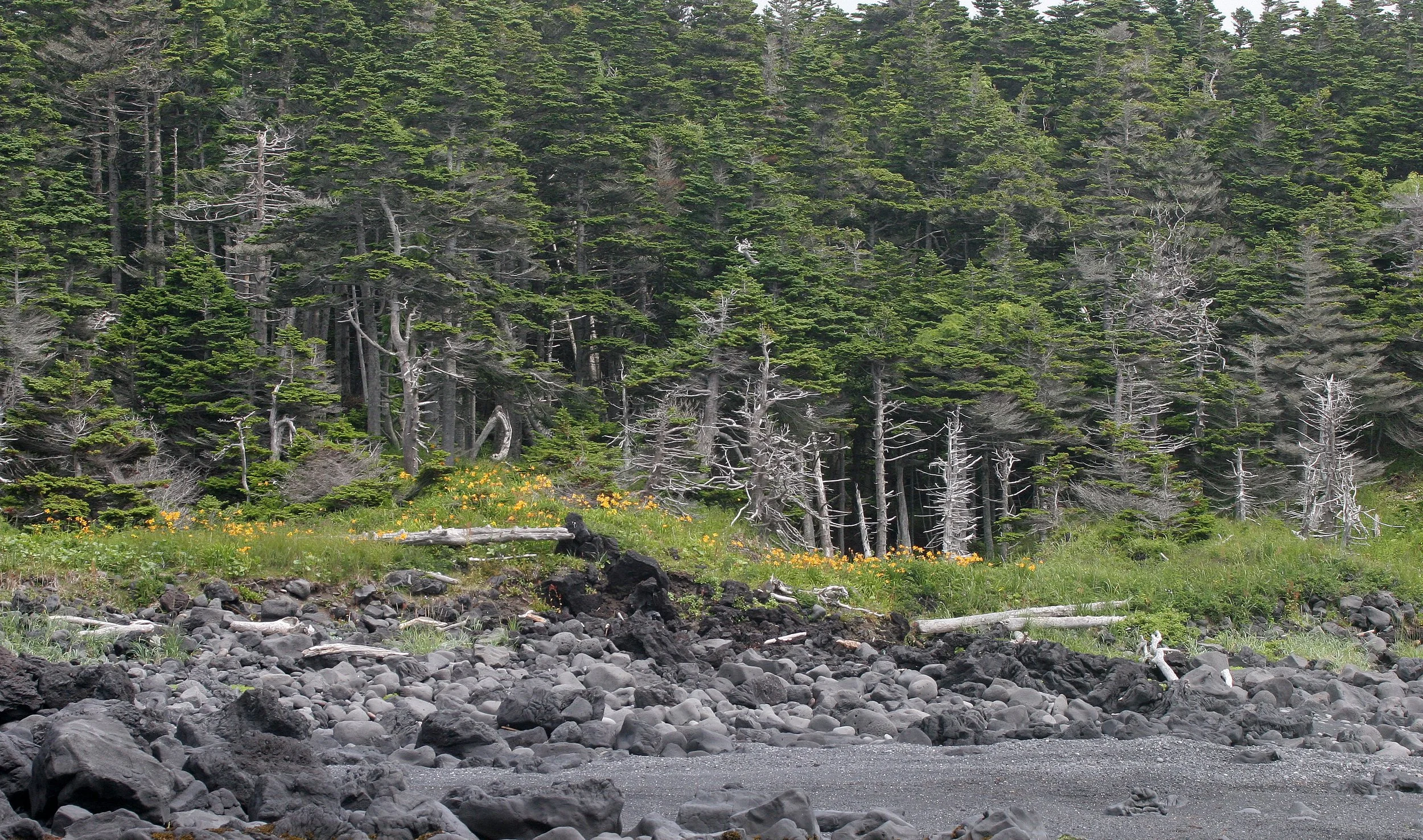 KURIL ISLANDS - FLORA  (22).jpg