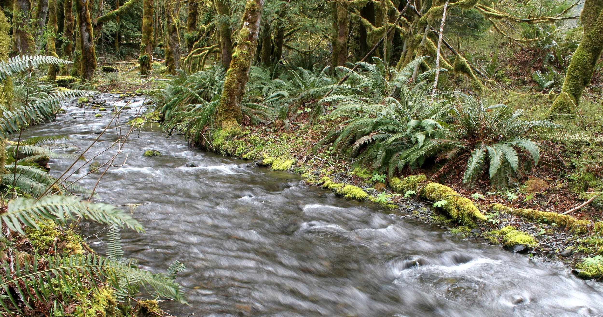 ELWHA RIVER VALLEY (26).JPG