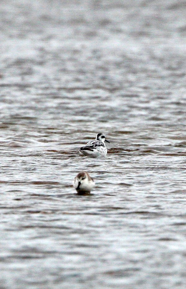 PHALEROPE - RED-NECKED PHALEROPE - Phalaropus lobatus - WITH SPOONBILL SANDPIPER -  PETCHABURI PROVINCE, PAK THALE (1).JPG