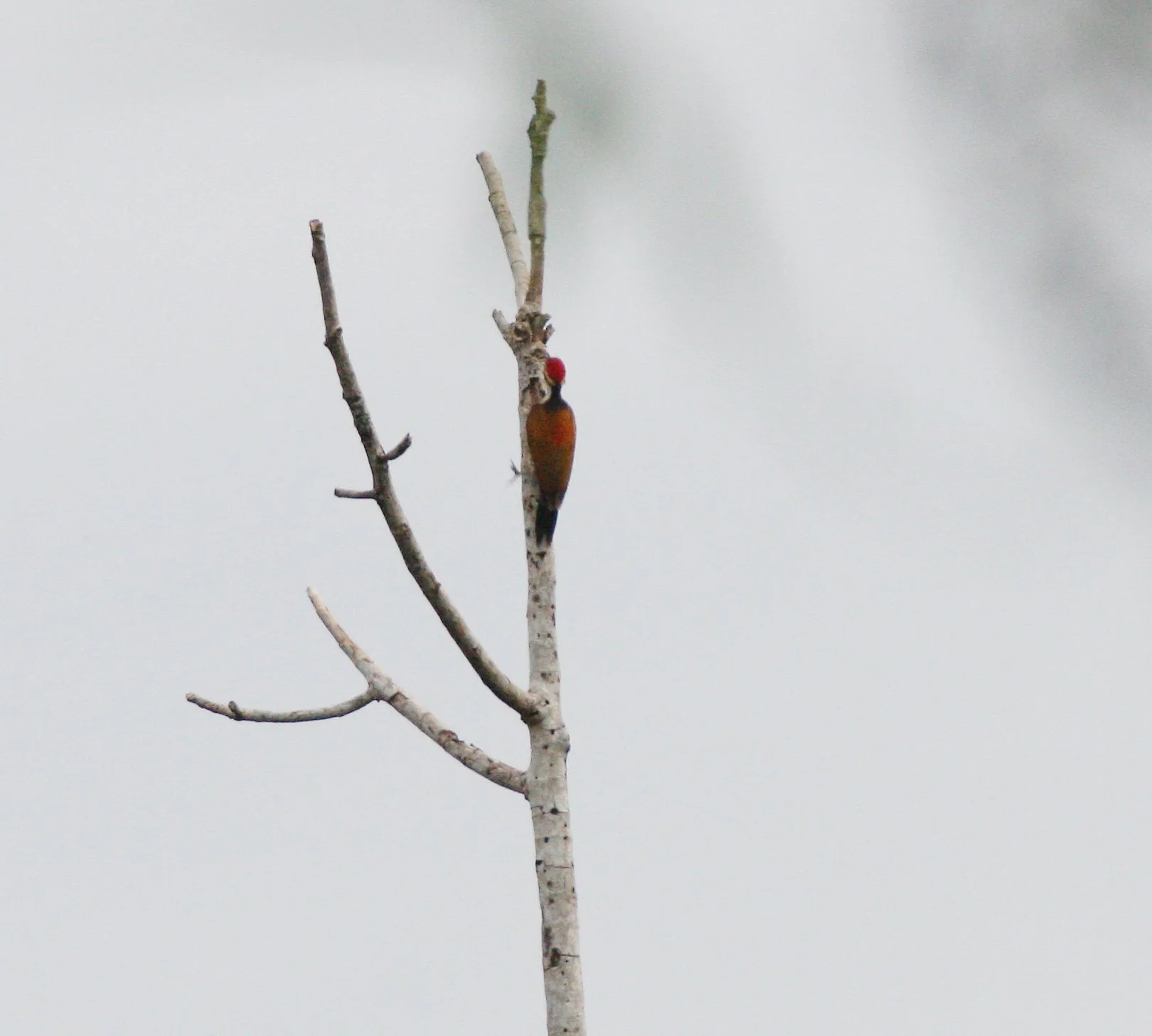 BIRD - WOODPECKER - COMMON FLAMEBACK - DINOPIUM JAVANENSE - PROMLUK THAILAND (6).JPG
