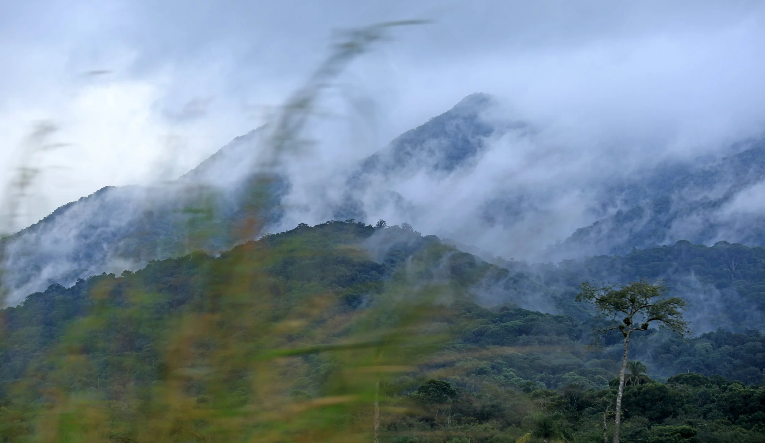 Superagüi National Park, Brazil (237).jpg