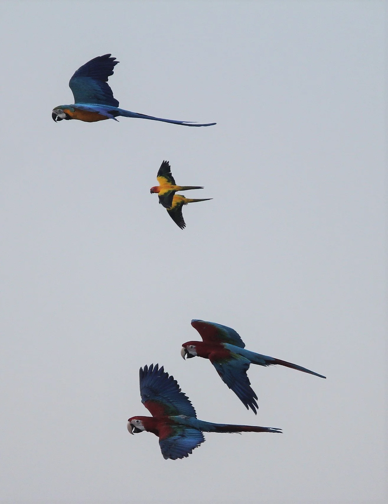 BIRD - MACAW - SCARLET MACAW - PAK NAM THAILAND J.jpg