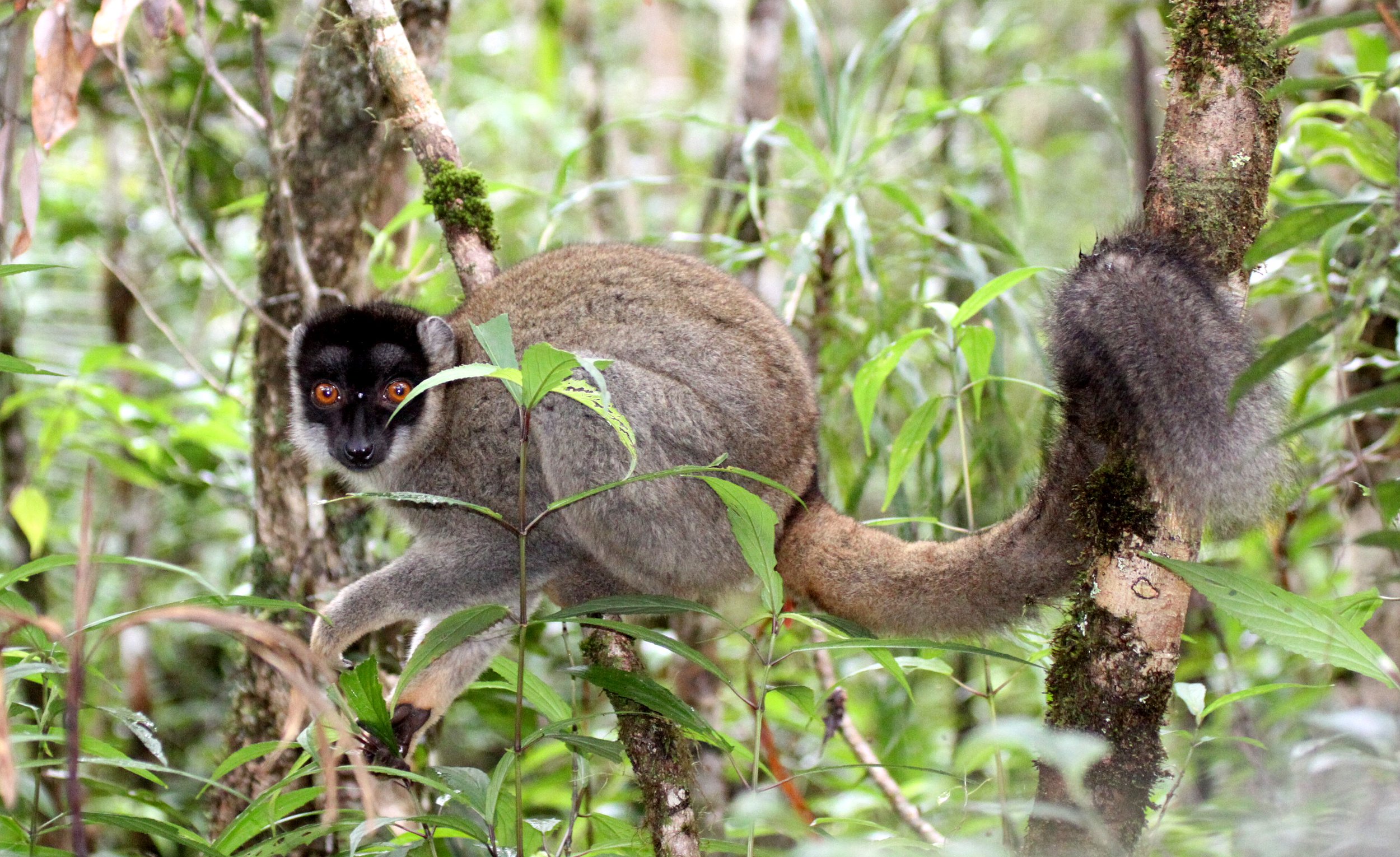 LEMURIDAE - Eulemur fulvus - COMMON BROWN LEMUR - MANTADIA NATIONAL PARK MADGASCAR (91).JPG
