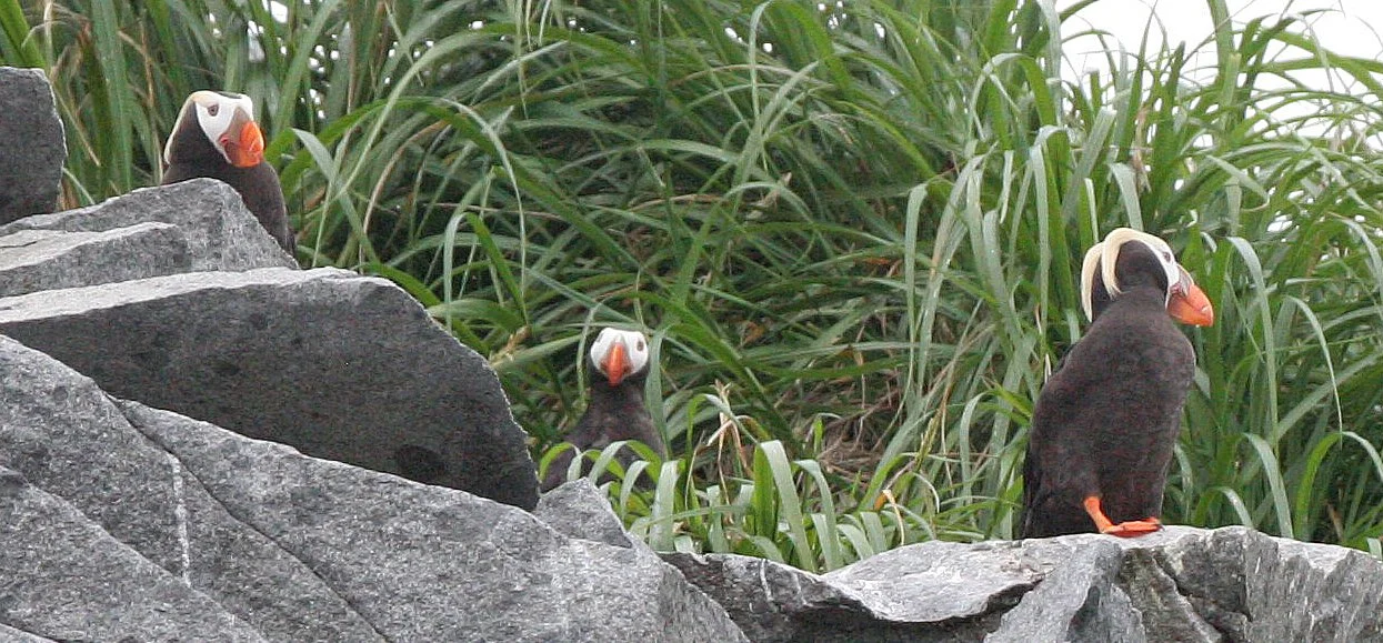 Fratercula cirrhata - TUFTED PUFFIN - COAST OF KAMCHATKA (84).jpg