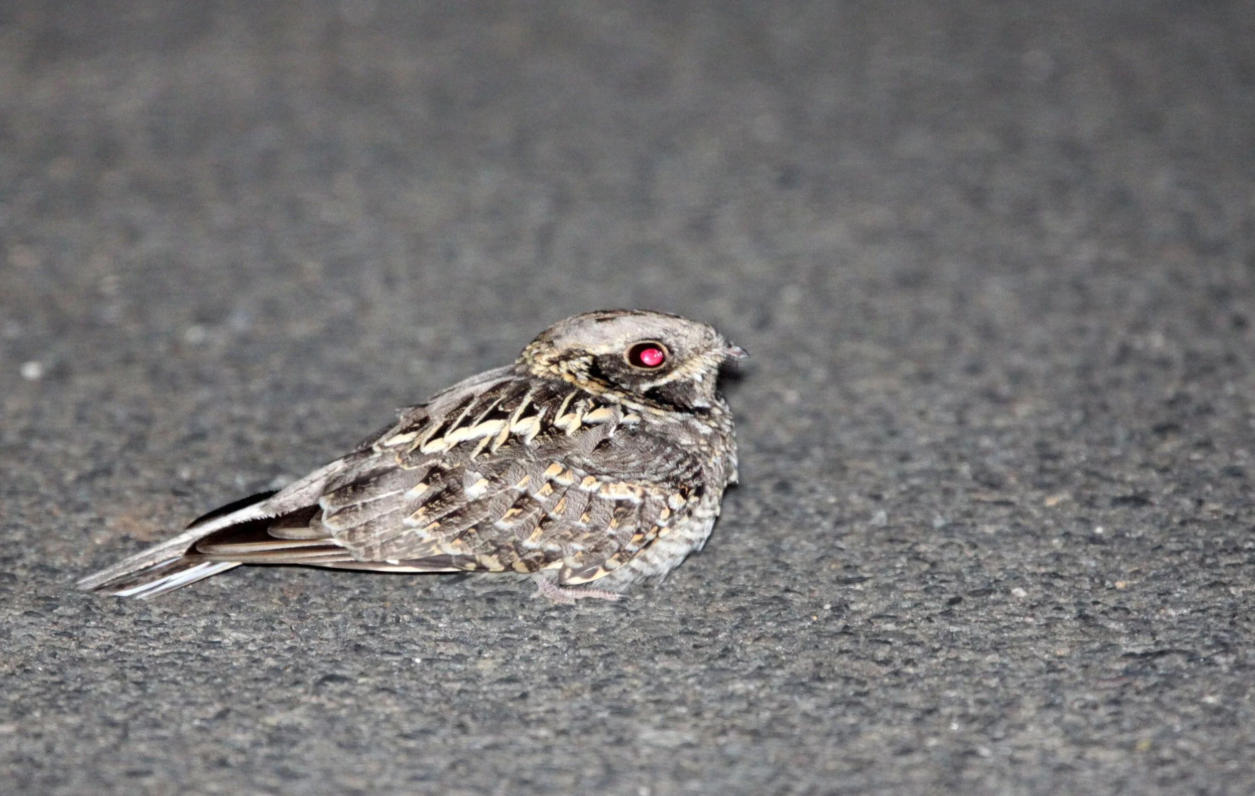 BIRD - NIGHTJAR - INDIAN NIGHTJAR - GIR FOREST GUJARAT INDIA (3).JPG