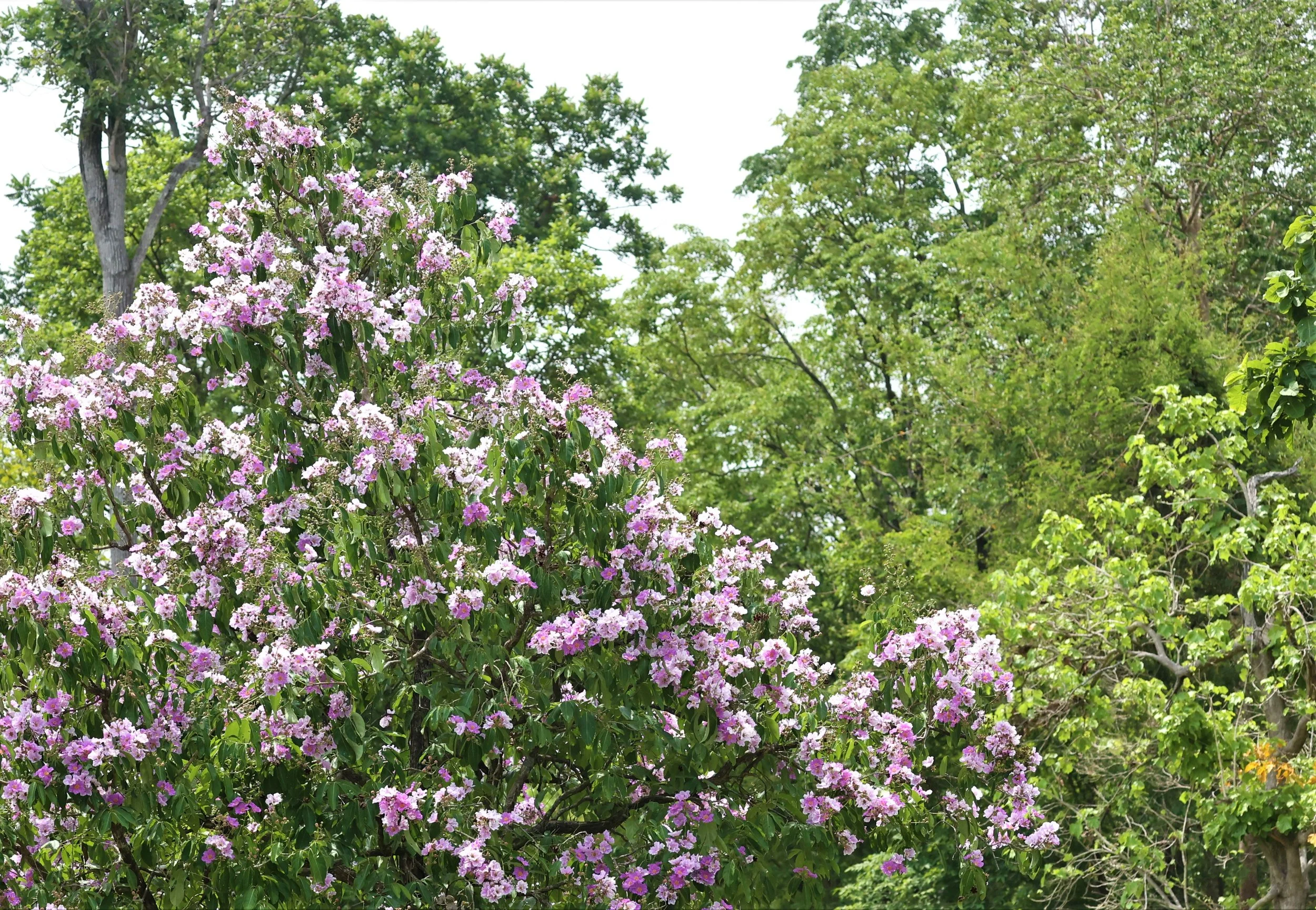 Queen's Crape Myrtle tree (Lagerstroemia speciosa), also known locally in Southeast Asia as Bang Lang. 