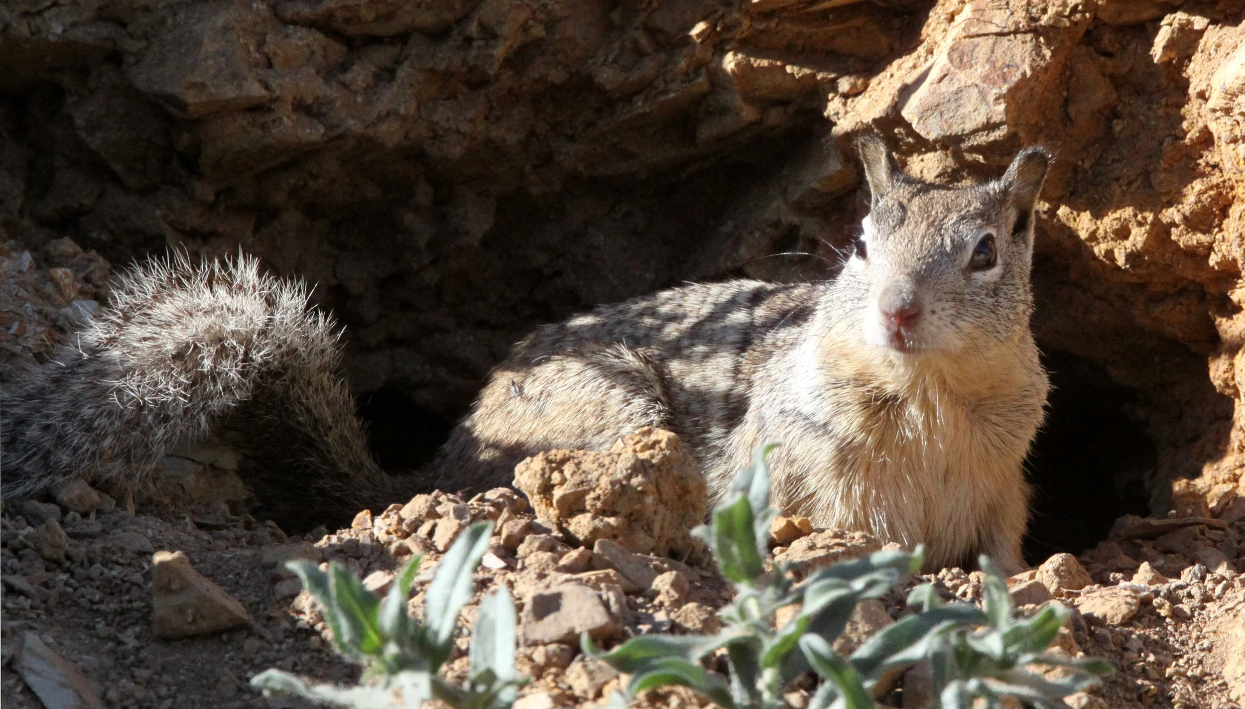Otospermophilus beecheyi fisheri - CALIFORNIA GROUND SQUIRREL - CARRIZO PLAIN NATIONAL MONUMENT (6).JPG