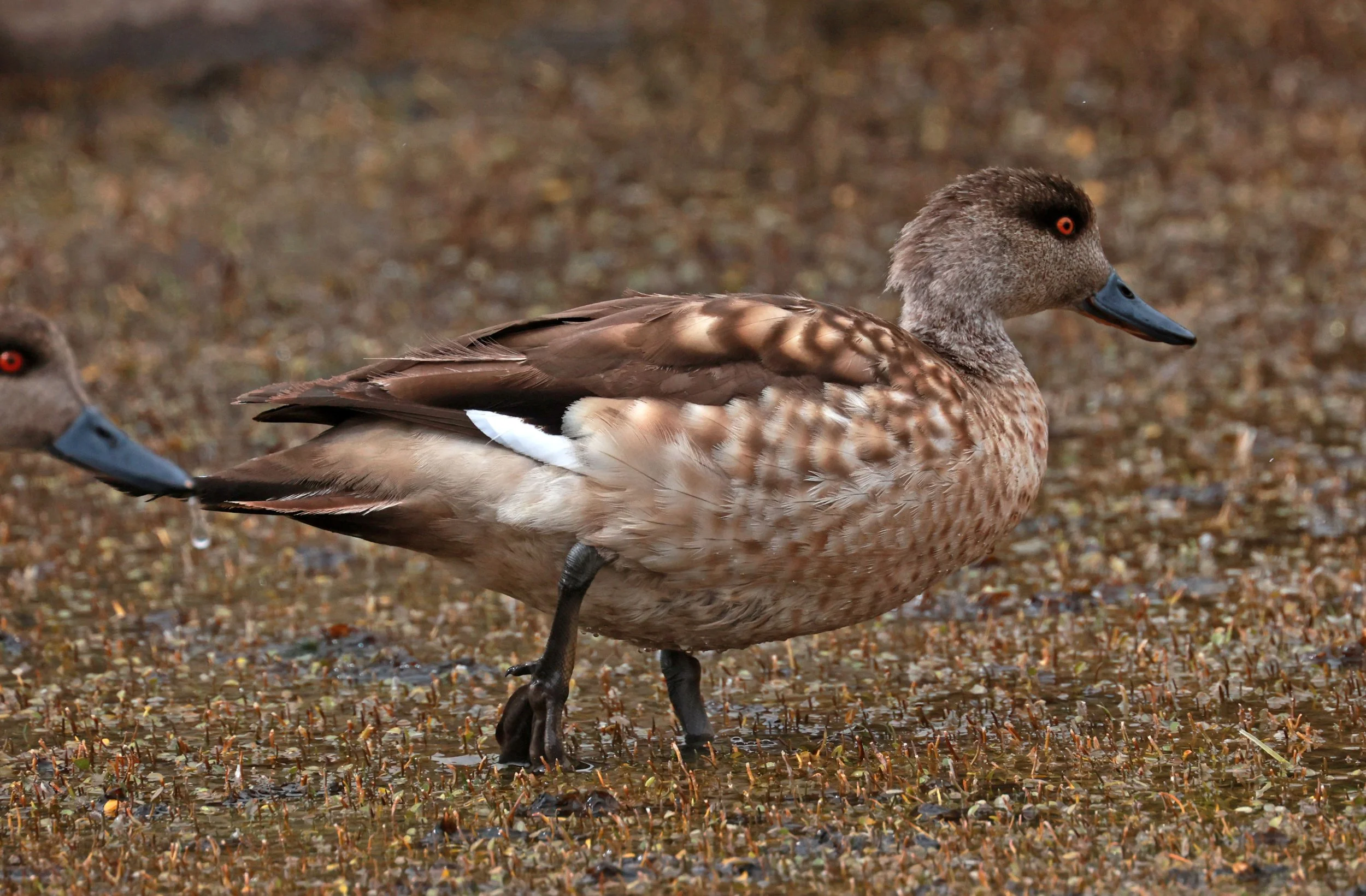 Duck - Crested Duck - Lophonetta specularioides - Lauca National Park, Chile (59).jpg