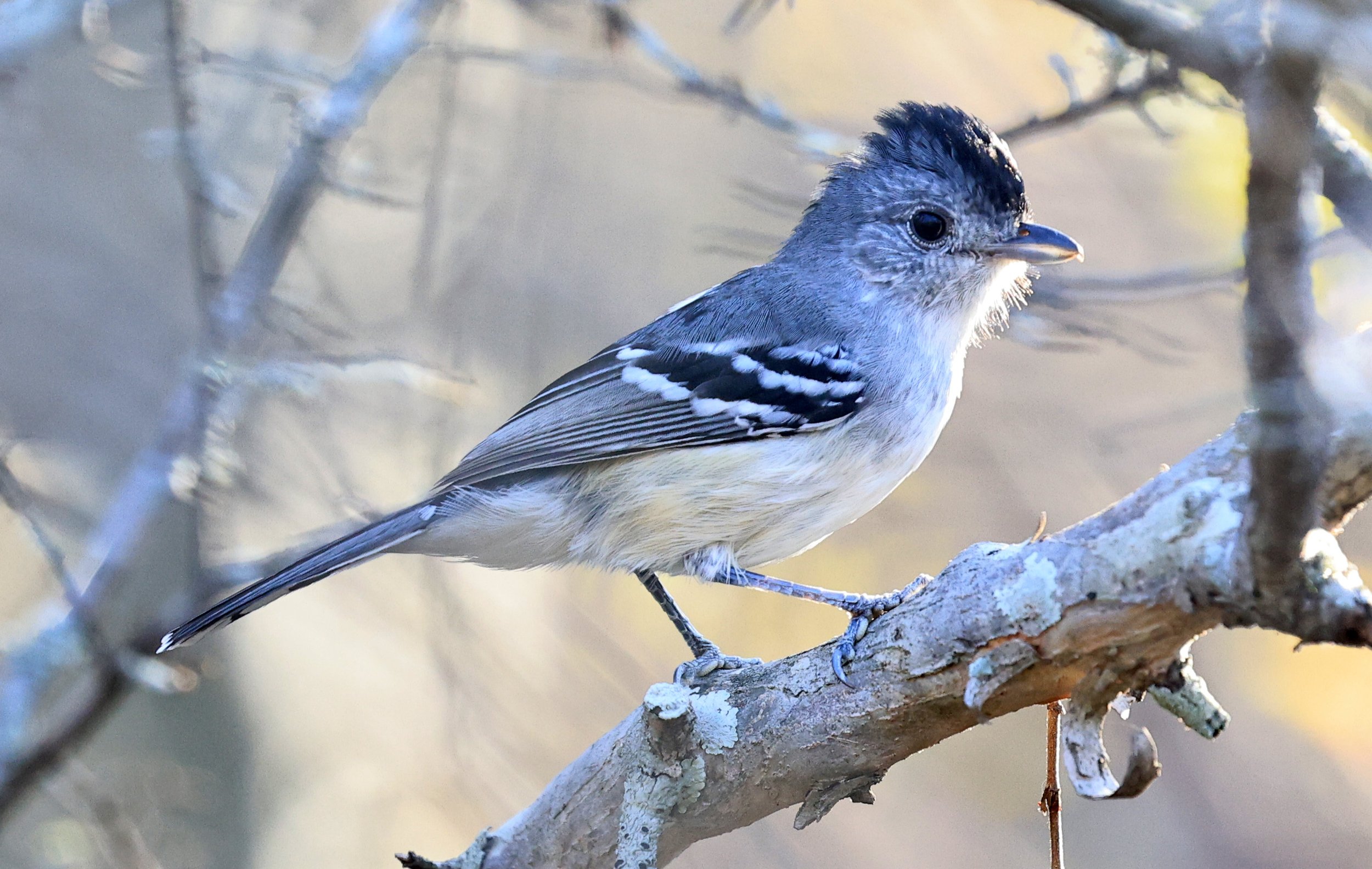 Variable Antshrike (Thamnophilus caerulescens) Aurora Chaquena Reserve - Nueland Mennonite Colony Paraguay (18).jpg