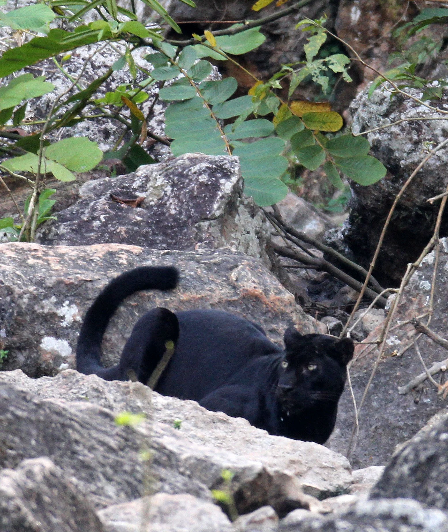 Panthera pardus delacouri - INDOCHINESE LEOPARD - MELANISTIC FORM - HUAI KHA KHAENG - KAPOK KAPIEN STATION & MINERAL LICK - THAI (264).JPG