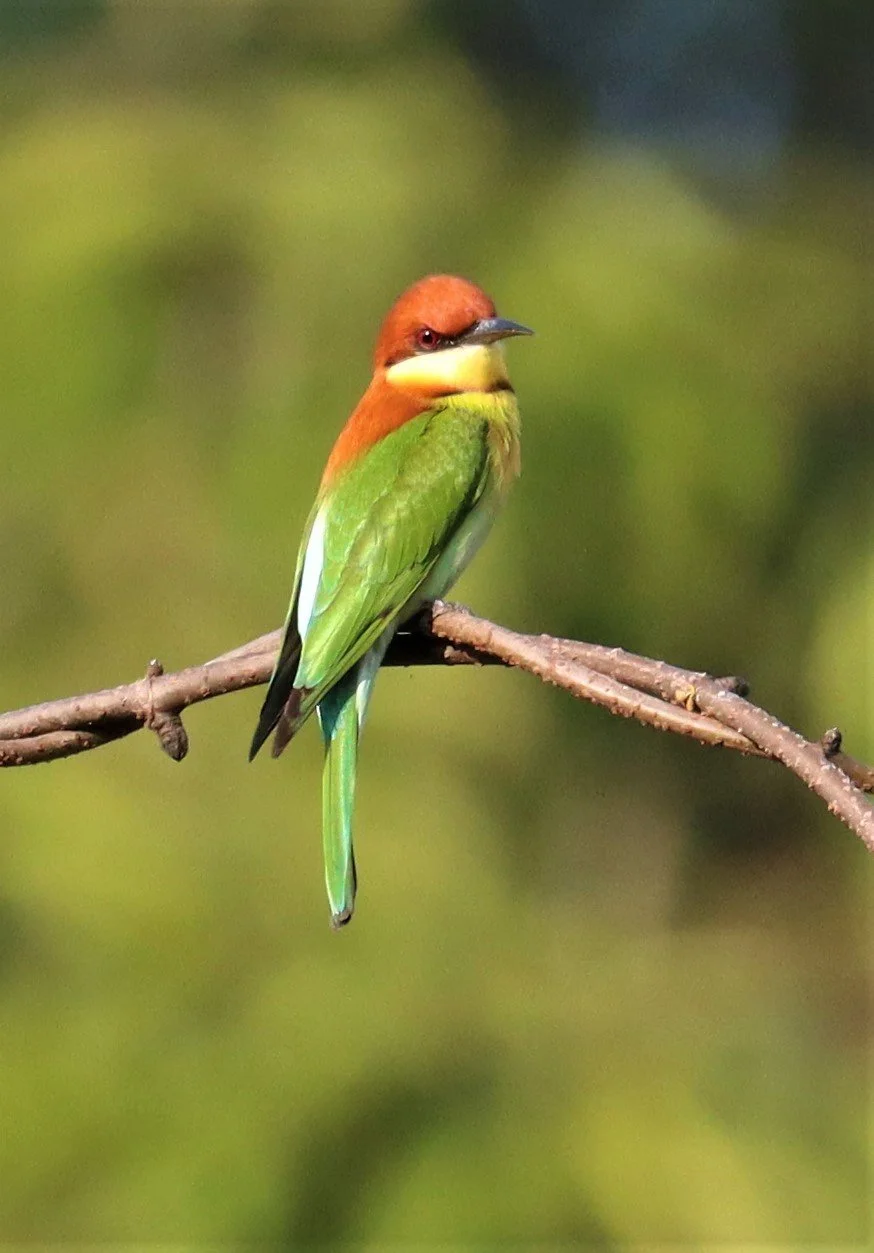 BEE-EATER - CHESTNUT-HEADED BEE-EATER - Merops leschenaulti - KHAO YAI NATIONAL PARK (4).jpg