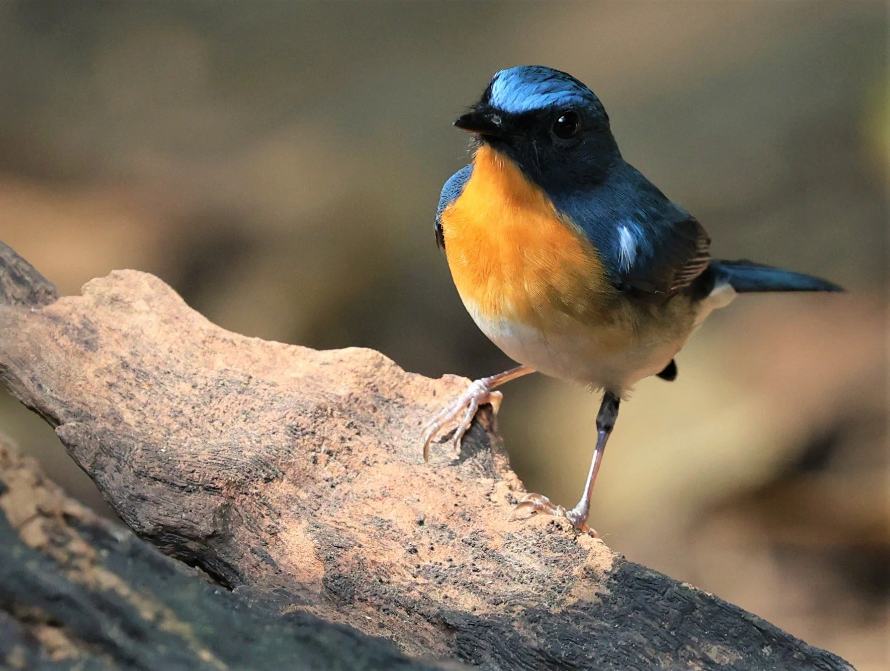 FLYCATCHER - CHINESE BLUE FLYCATCHER - Cyornis glaucicomans - PETCHABURI PROVINCE - NUY HIDE NEAR KAENG KRACHAN JAN 2022 (34).jpg