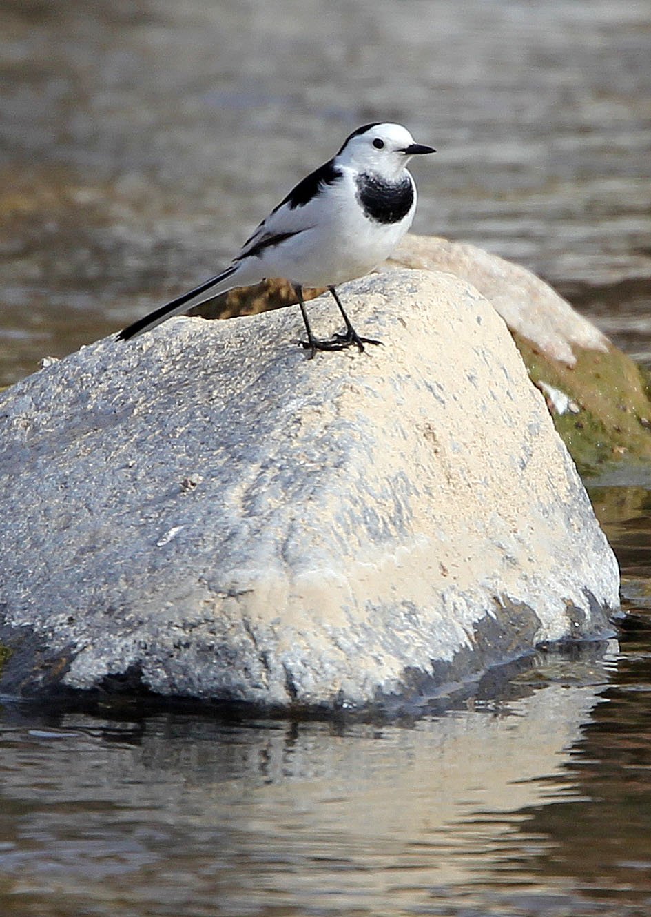 WHITE WAGTAIL - FOPING CITY SHAANXI CHINA (5).JPG