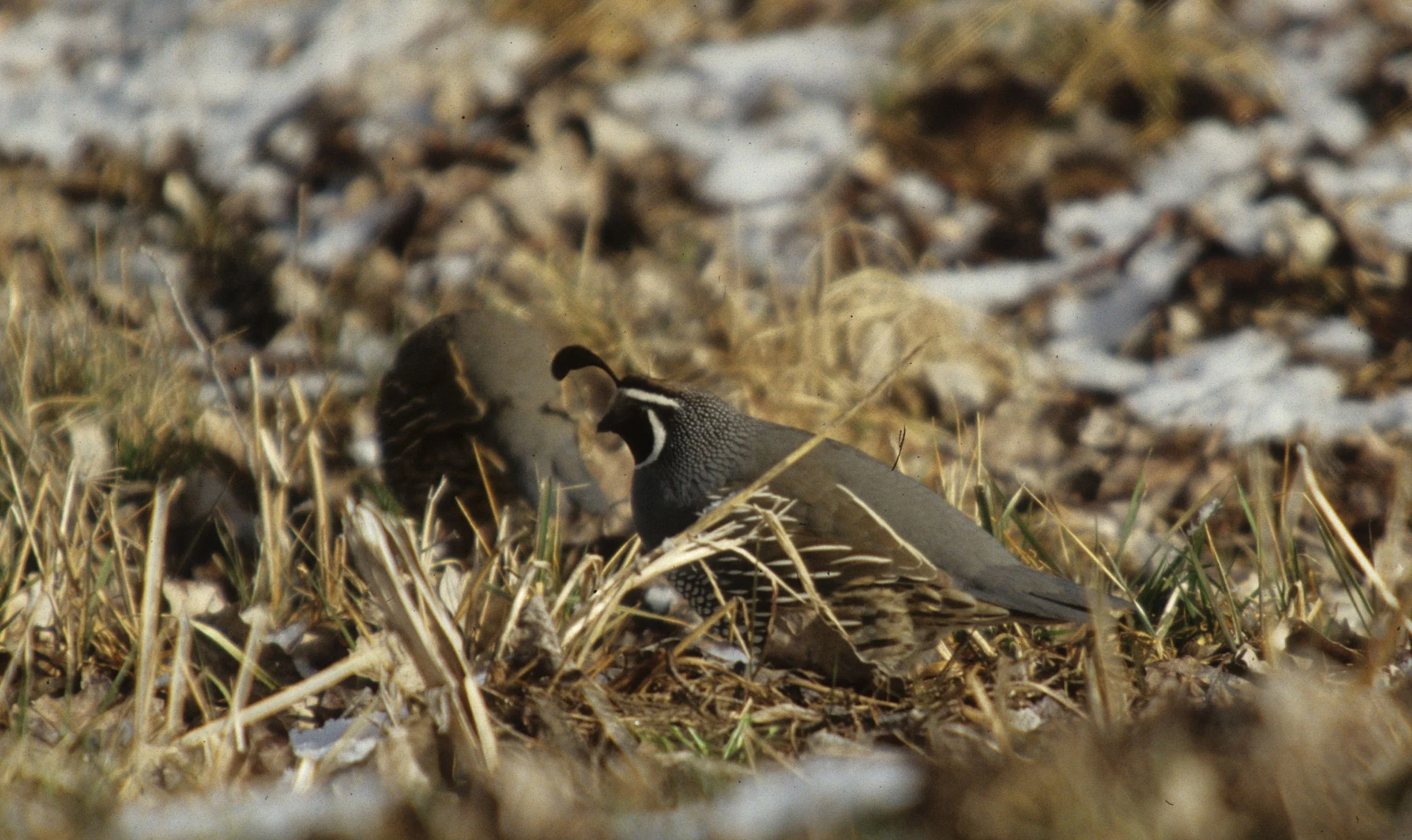 BIRD - QUAIL - CALIFORNIA - LAKE FARM.jpg