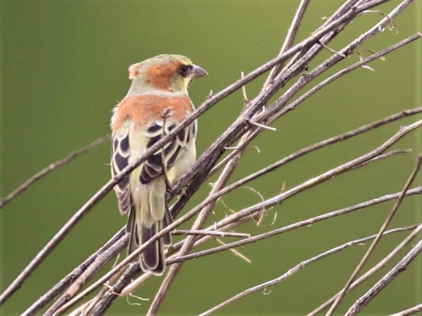 Plain-backed Sparrow (Passer flaveolus) Khlong Tamru Thailand (1).jpg