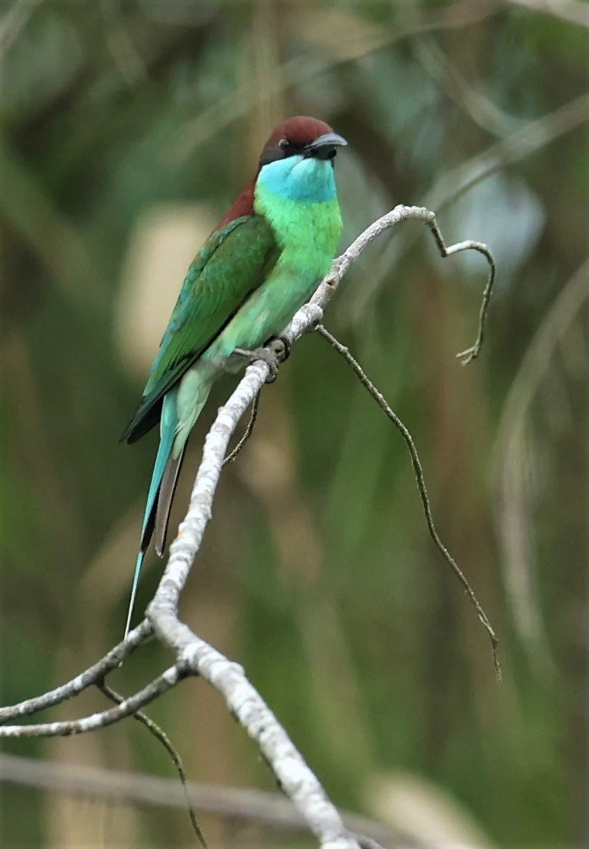 Blue-throated Bee-eater (Merops viridis)