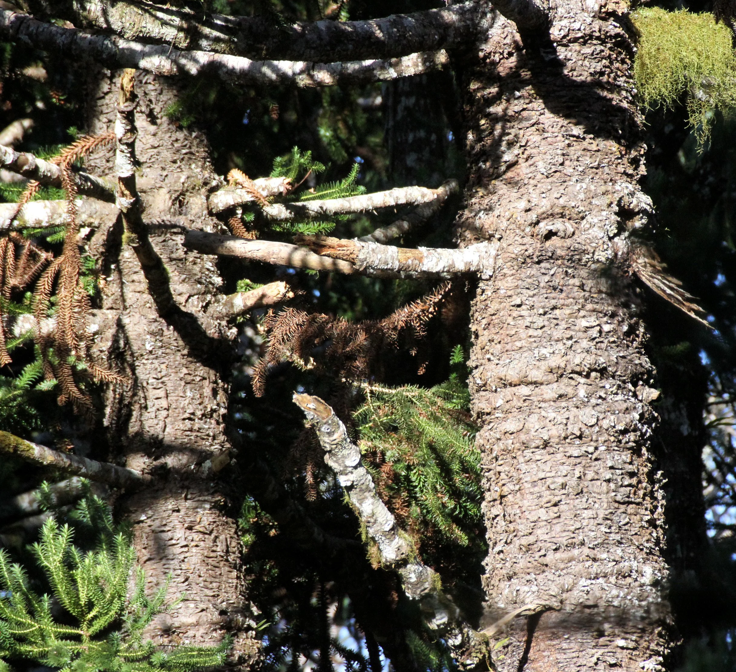 PLANT - MONKEY PUZZLE SPECIES - MONTAGNE D'AMBRE NATIONAL PARK MADAGASCAR (2).JPG