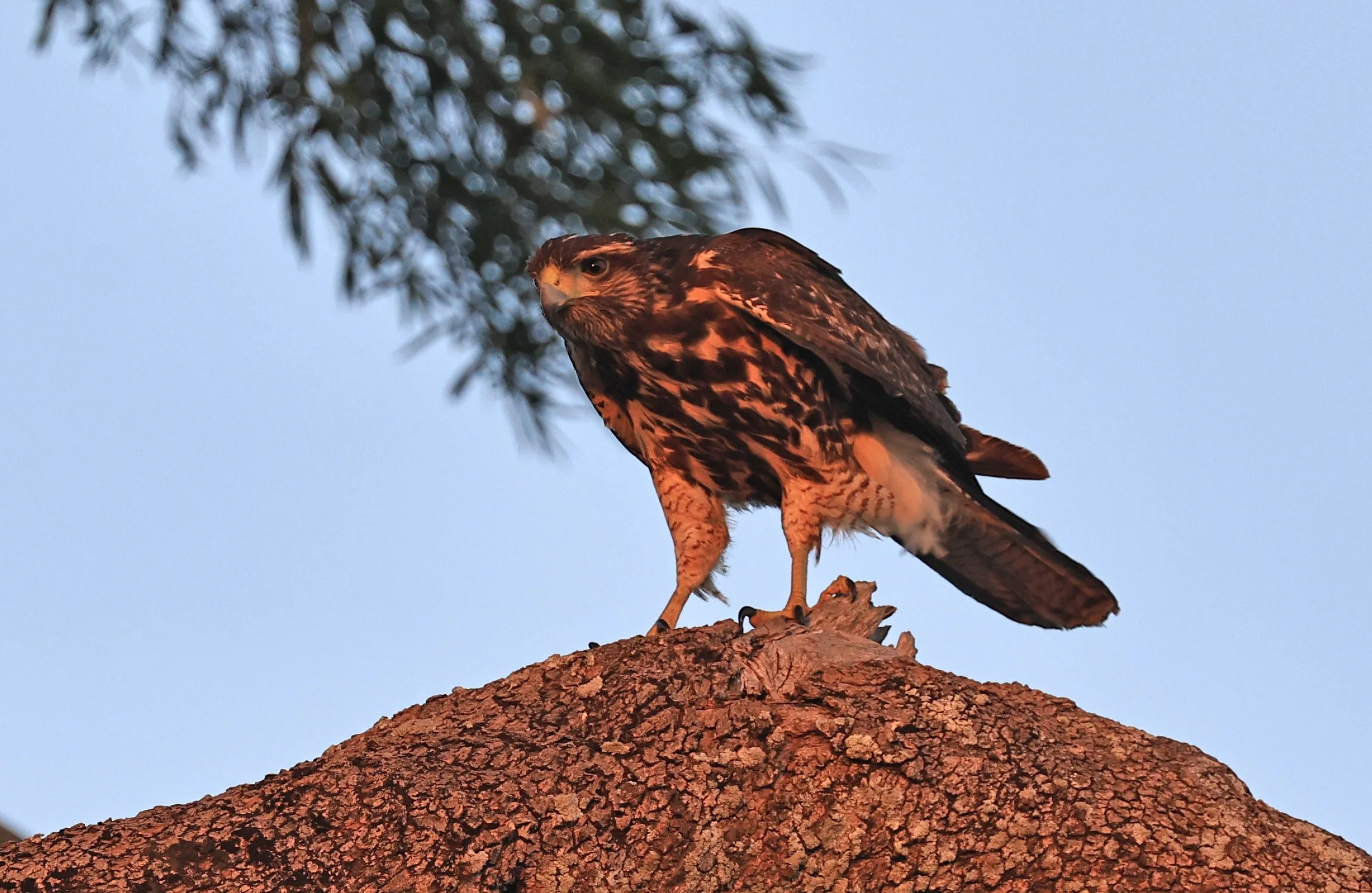 Savanna Hawk (Buteogallus meridionalis) Agua Dulce Paraguay (12).jpg