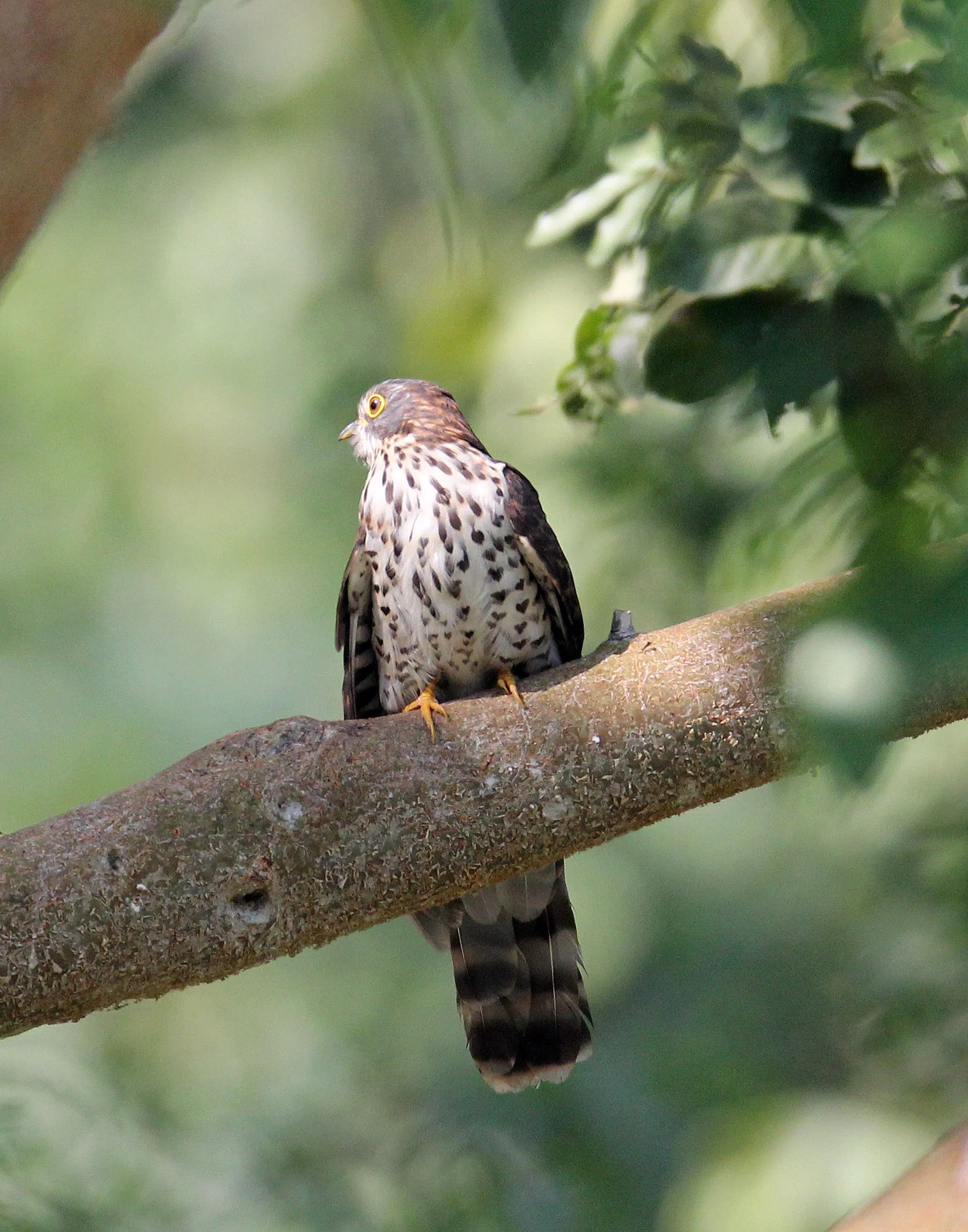 Large Hawk-cuckoo (Hierococcyx sparveroides) Huai Kha Khaeng.JPG
