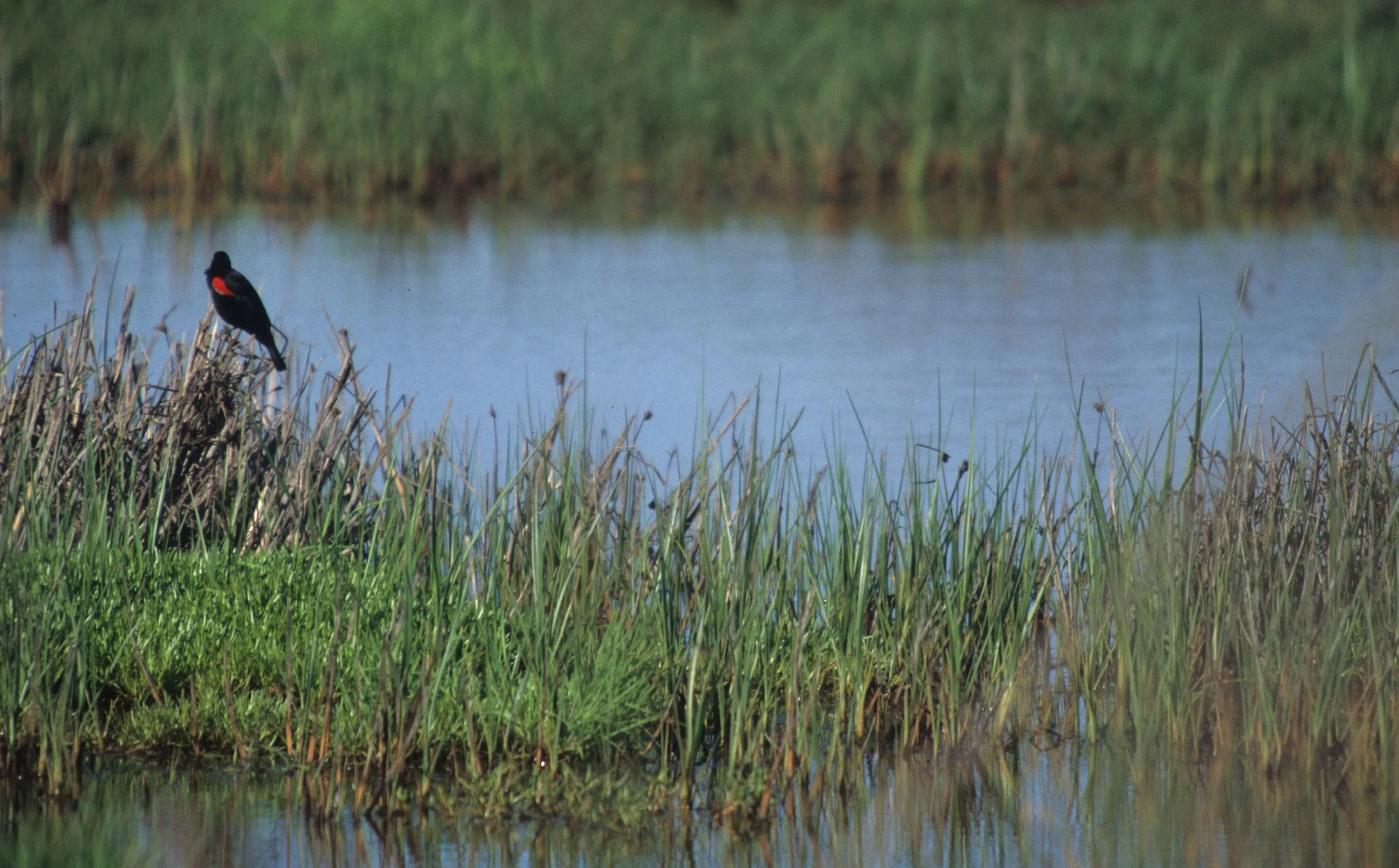 Red-winged Blackbird (Agelaius phoeniceus) Sacramento Delta California.jpg