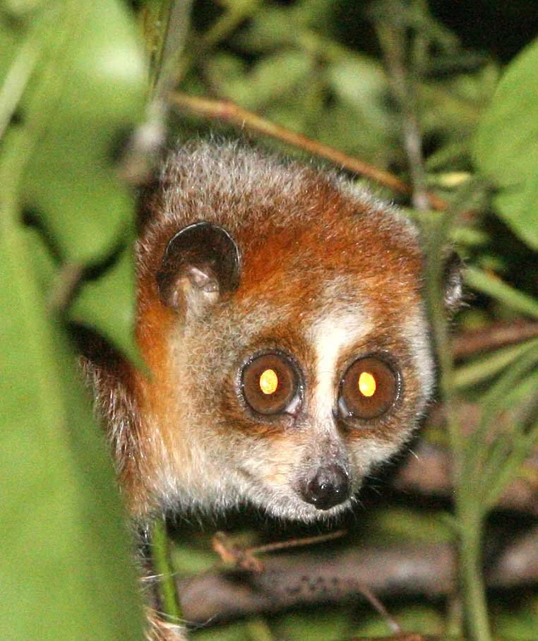 Lorisidae Xanthonycticebus pygmaeus Pygmy Slow Loris — Coke Smith Wildlife