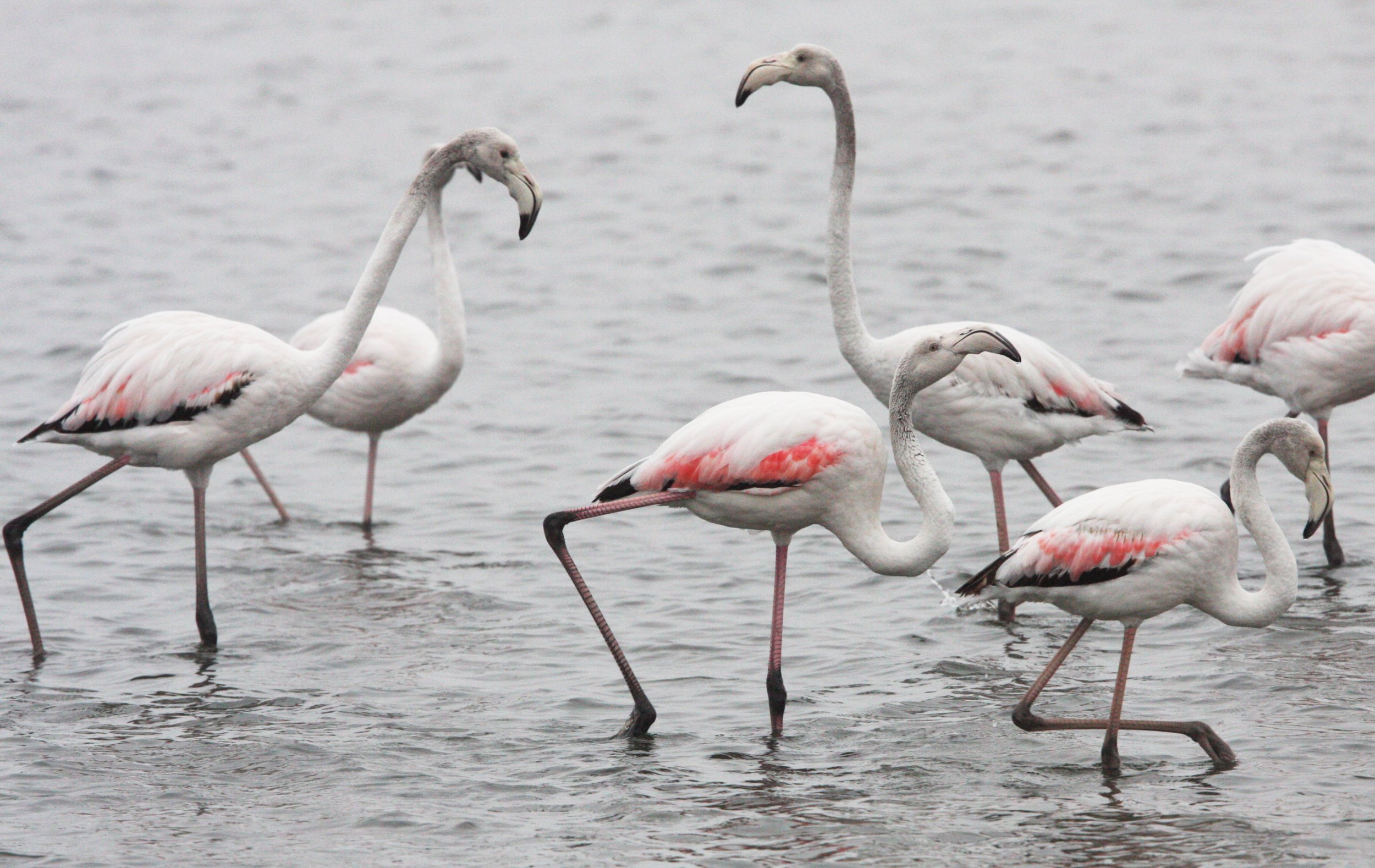 Phoenicopterus roseus - Greater Flamingo - Walvis Bay Namibia (24).JPG