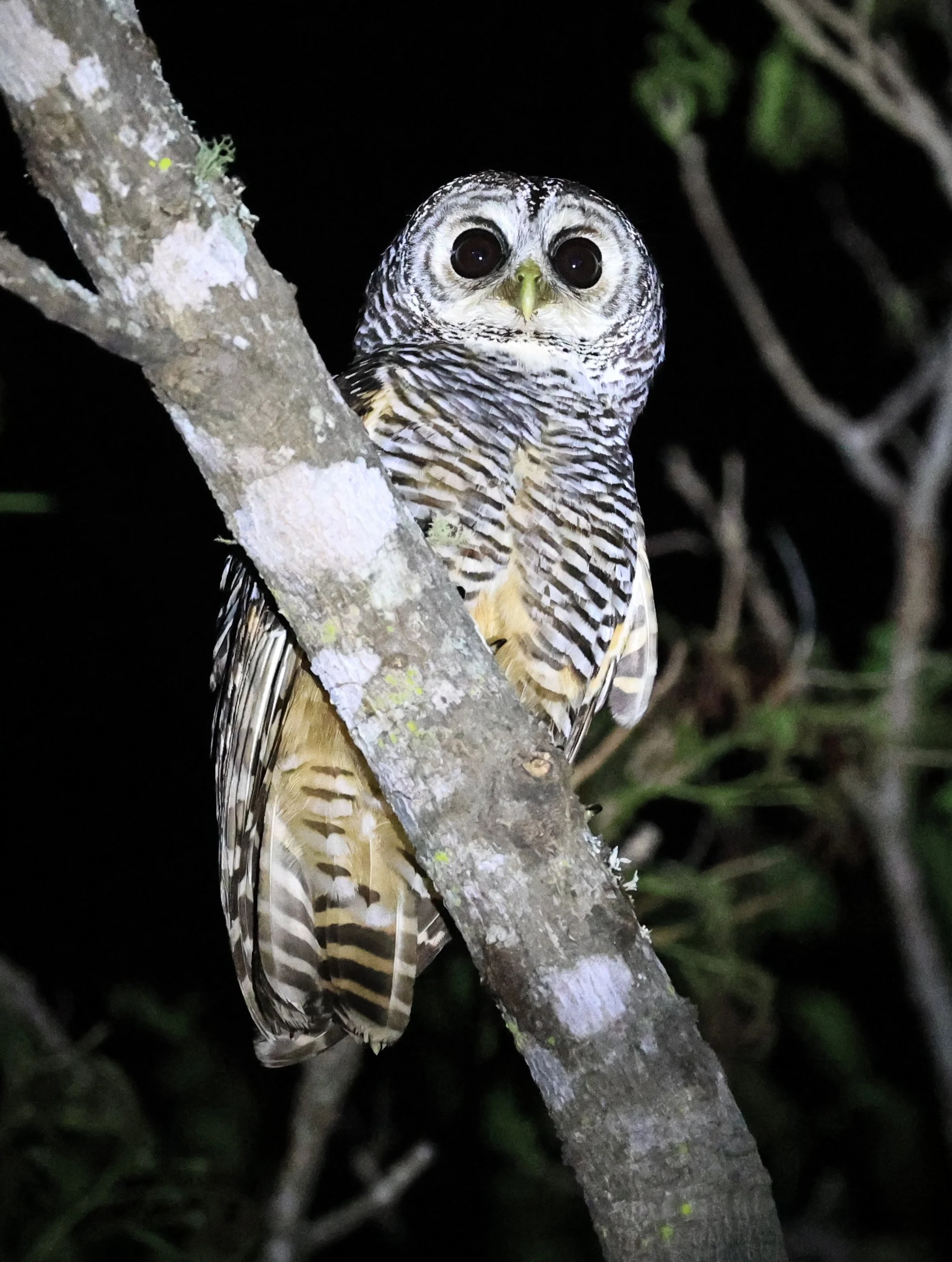 Chaco Owl (Strix chacoensis) Reserva Nueland  Selva Serena (36).jpg