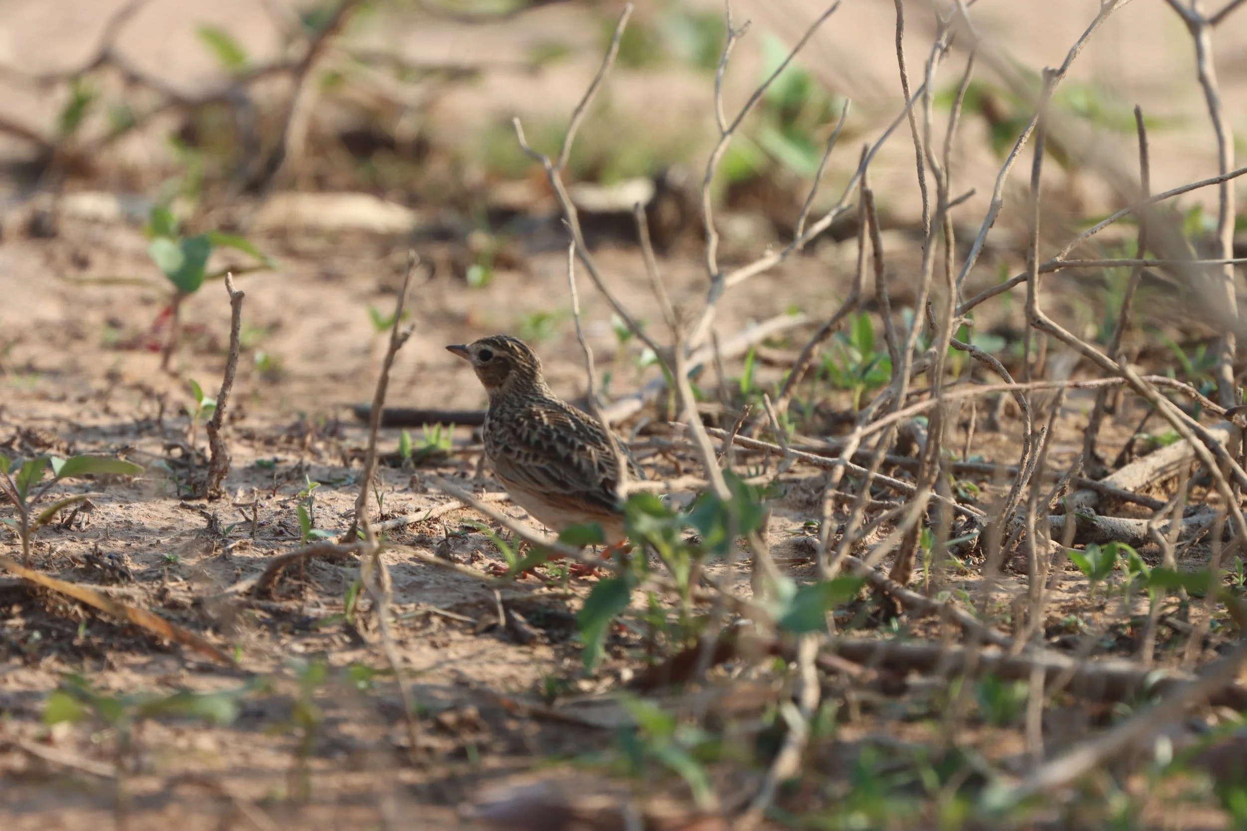 Oriental Skylark (Alauda gulgula) Pak Chong Lake Kumontong (9).JPG